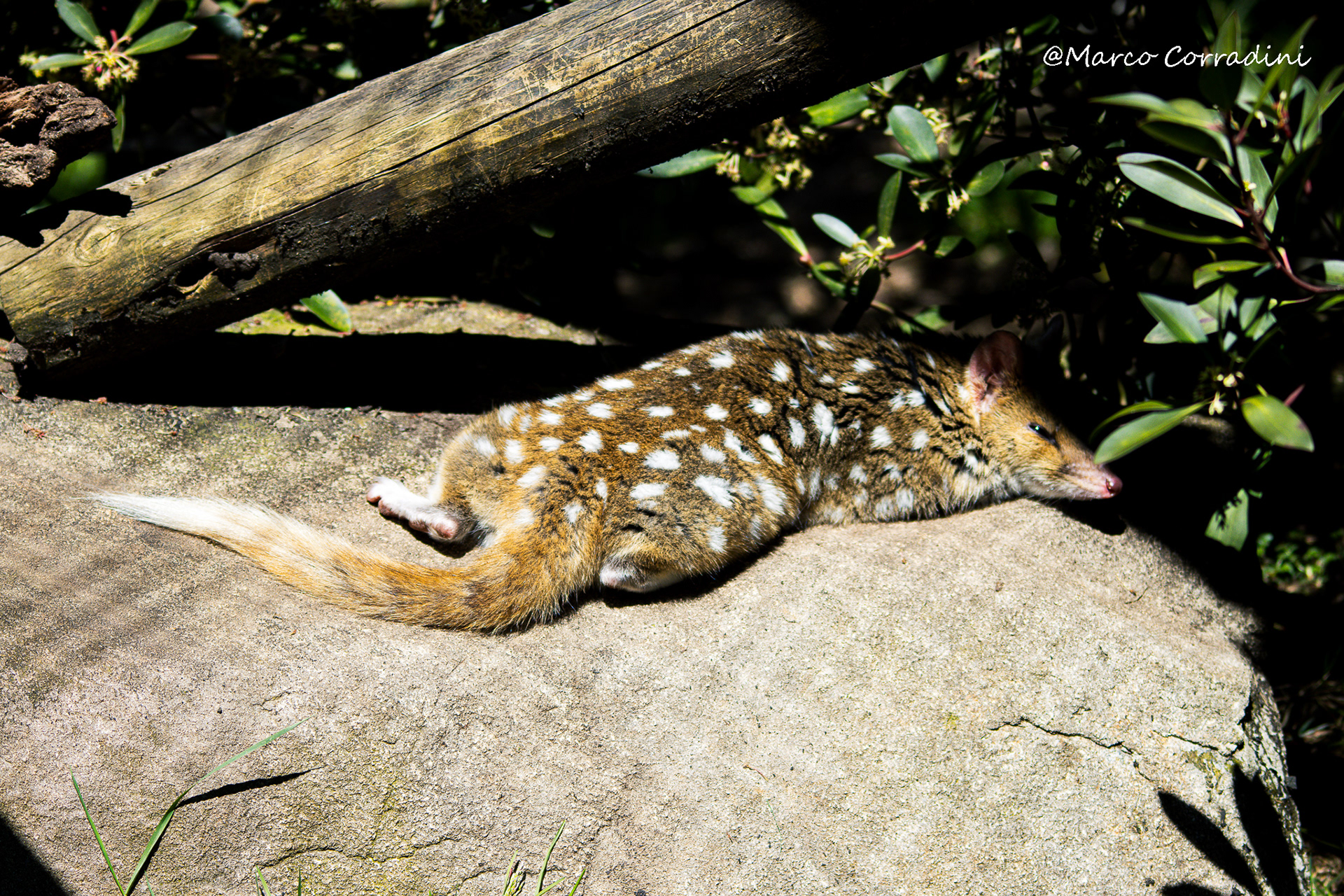 Quoll at Cradle mountain, Australia