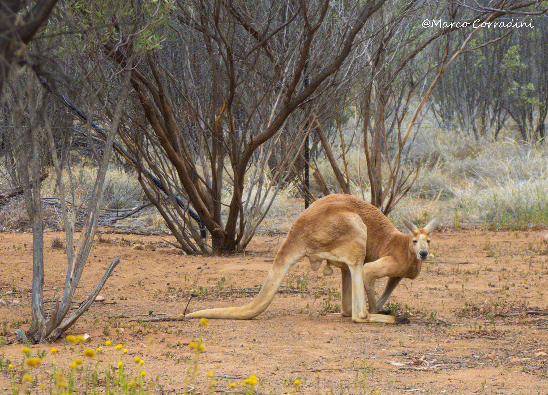 Kangaroo, Australia