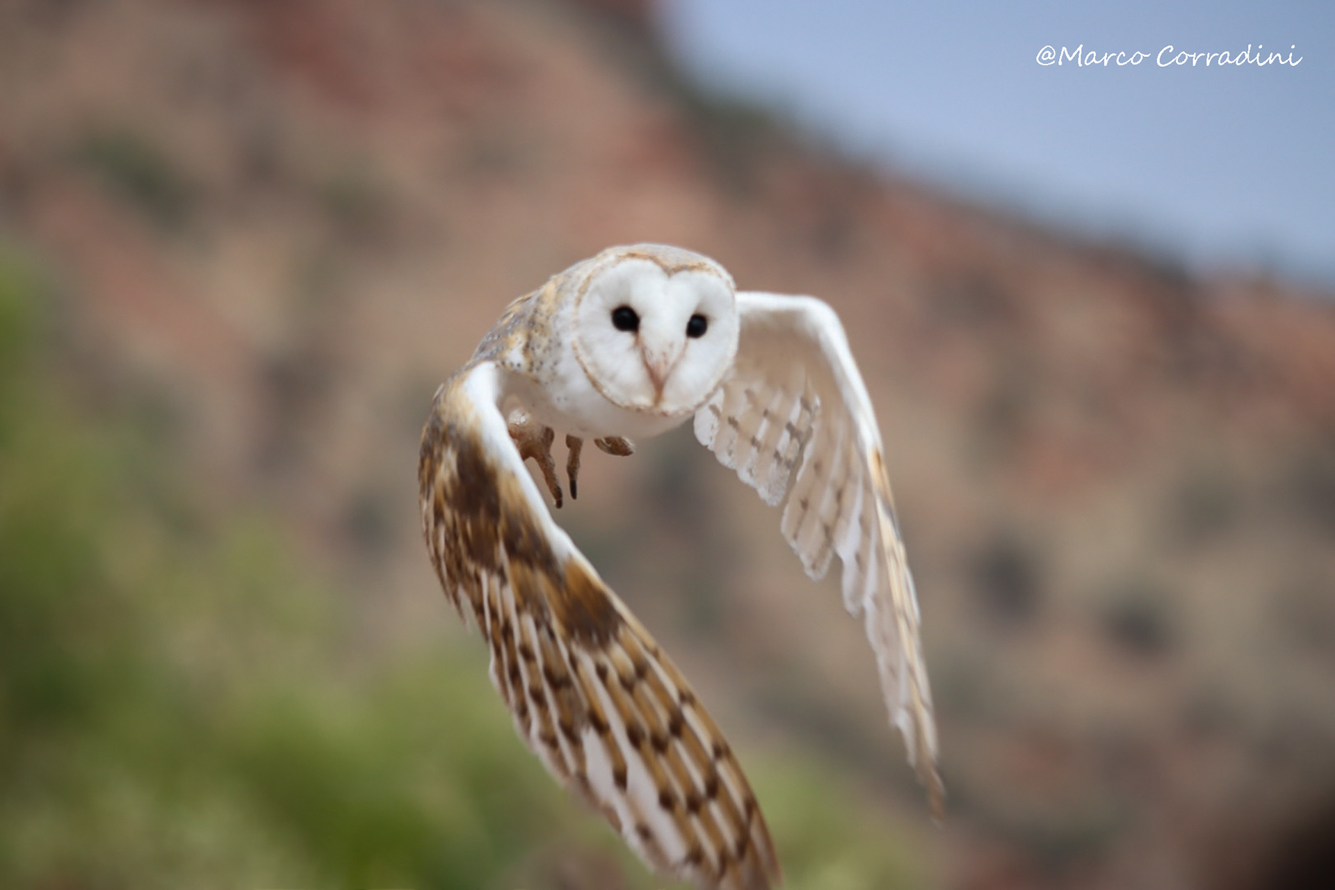 barn owl, Australia