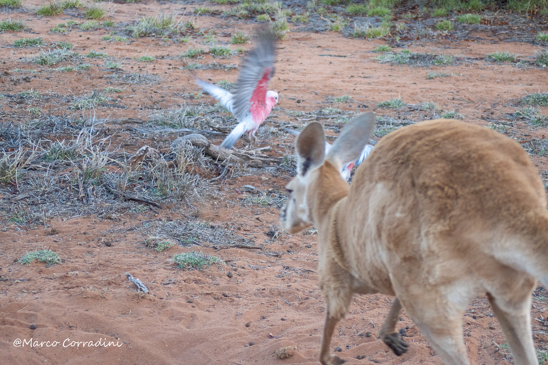 kangaroo chasing a galah