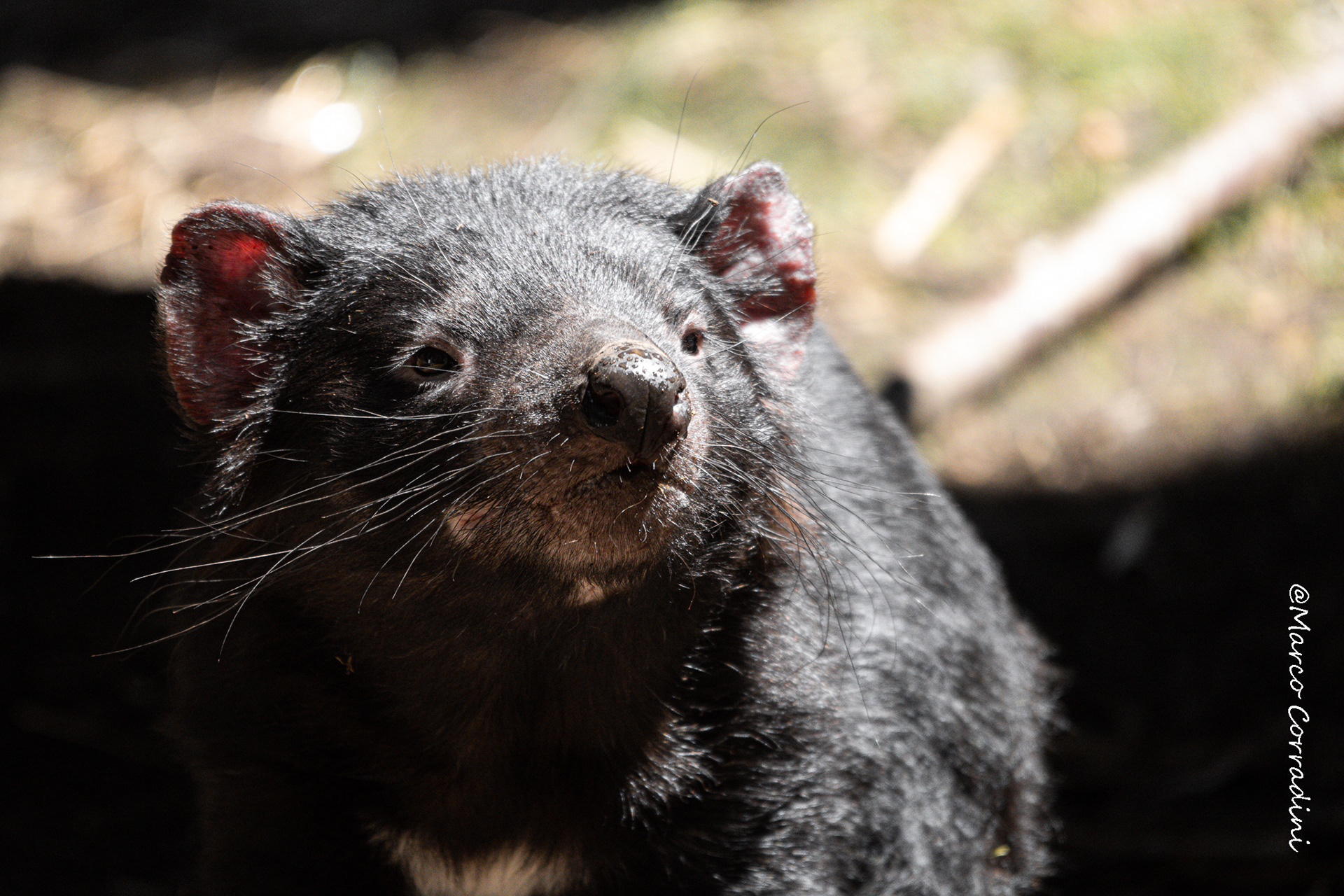 tasmanian devil close up