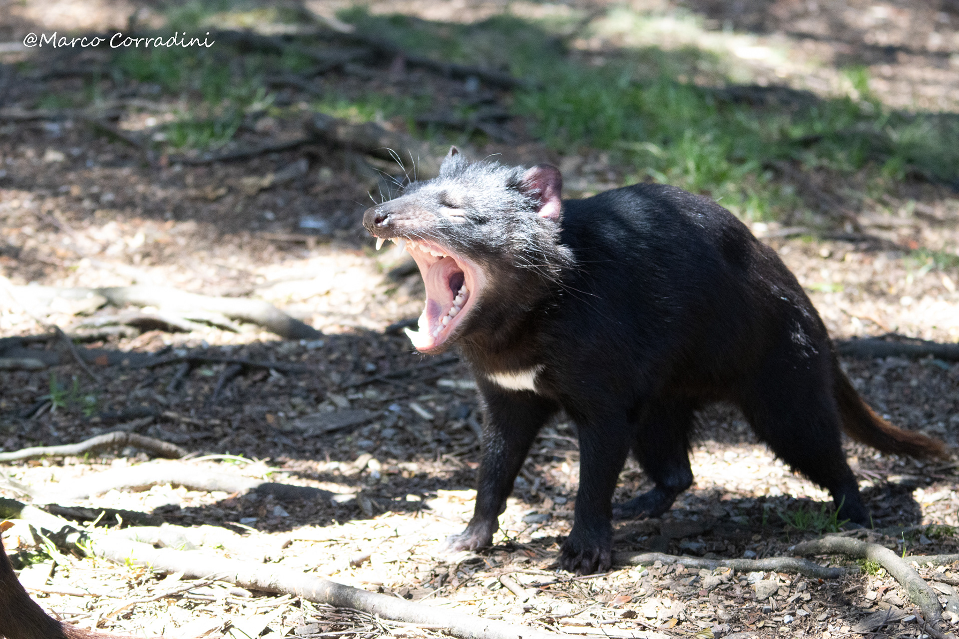 Tasmanian devil scream , Australia