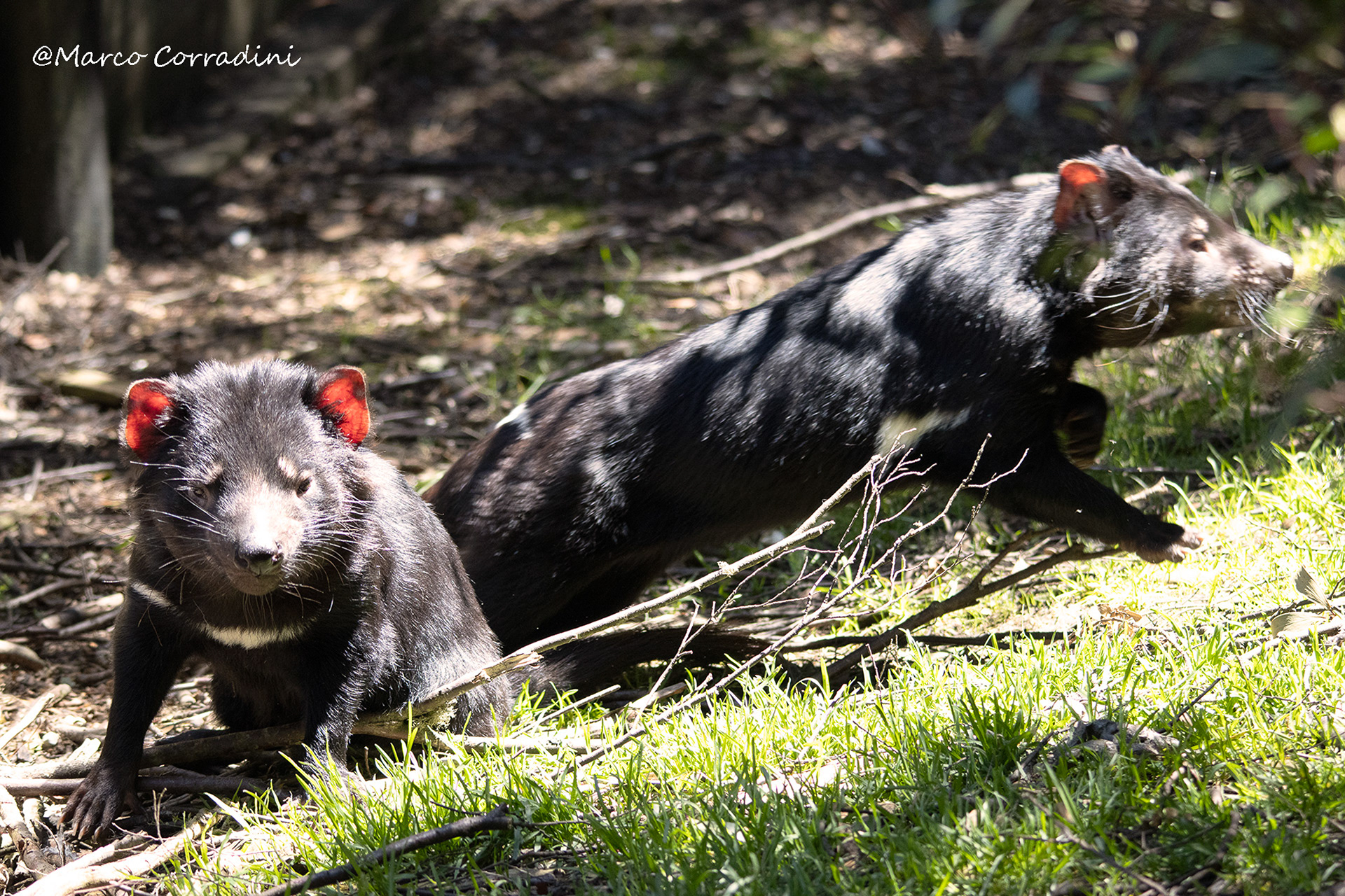 Tasmanian devils, Tasmania, Australia, wildlife, Cradle mountain