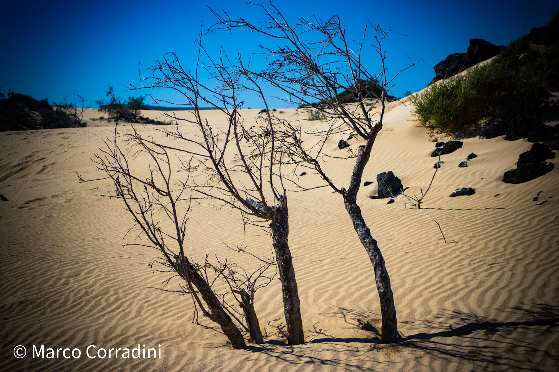 dry trees in the dunes of Corralejo