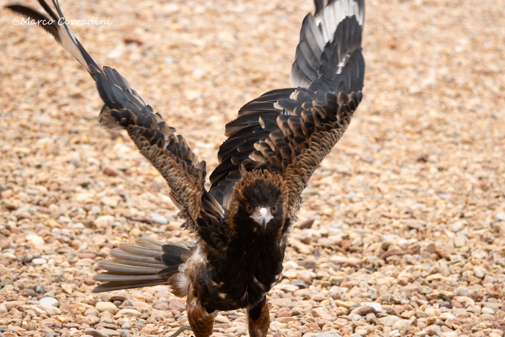 Golden eagle, Australia