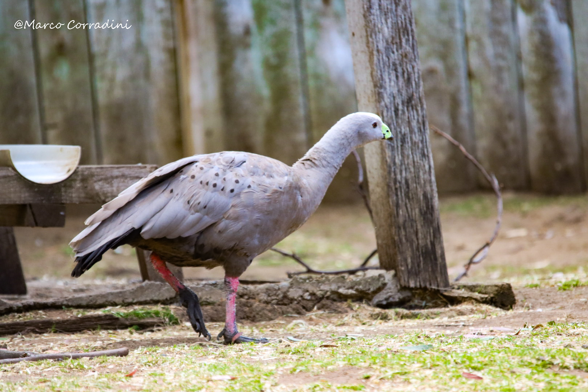 Cereopsis novaehollandiae, Tasmania, wildlife, Australia