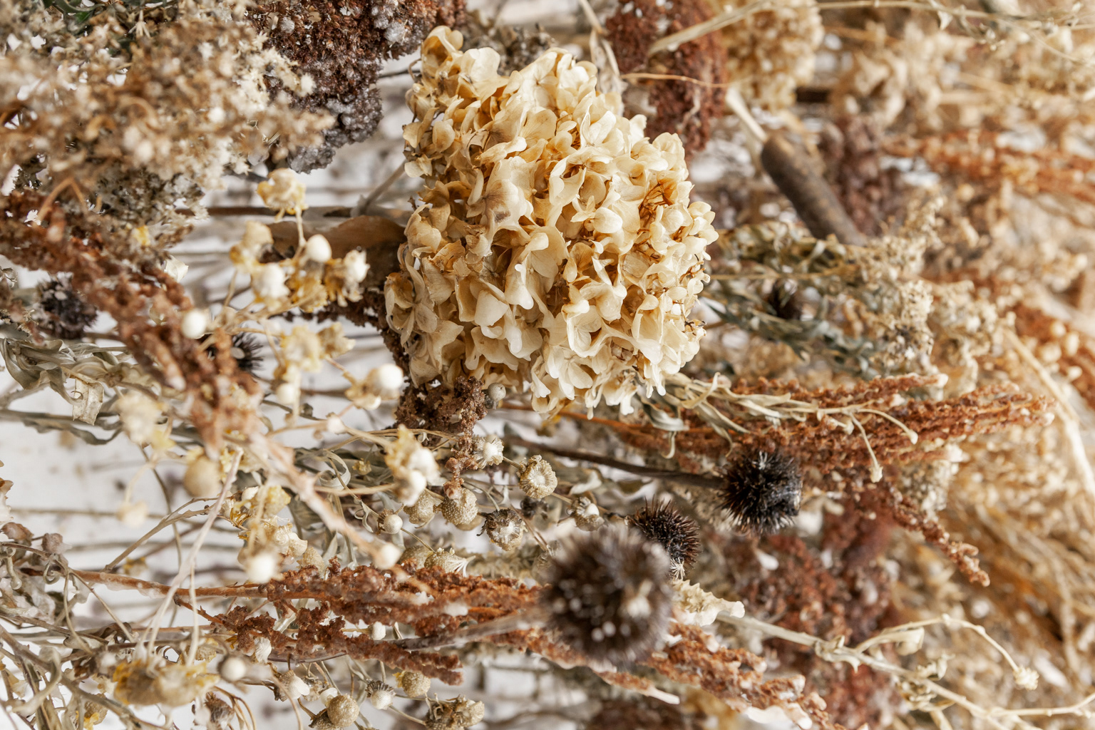 Nature vivante, Collectif 5 © Marion Gotti