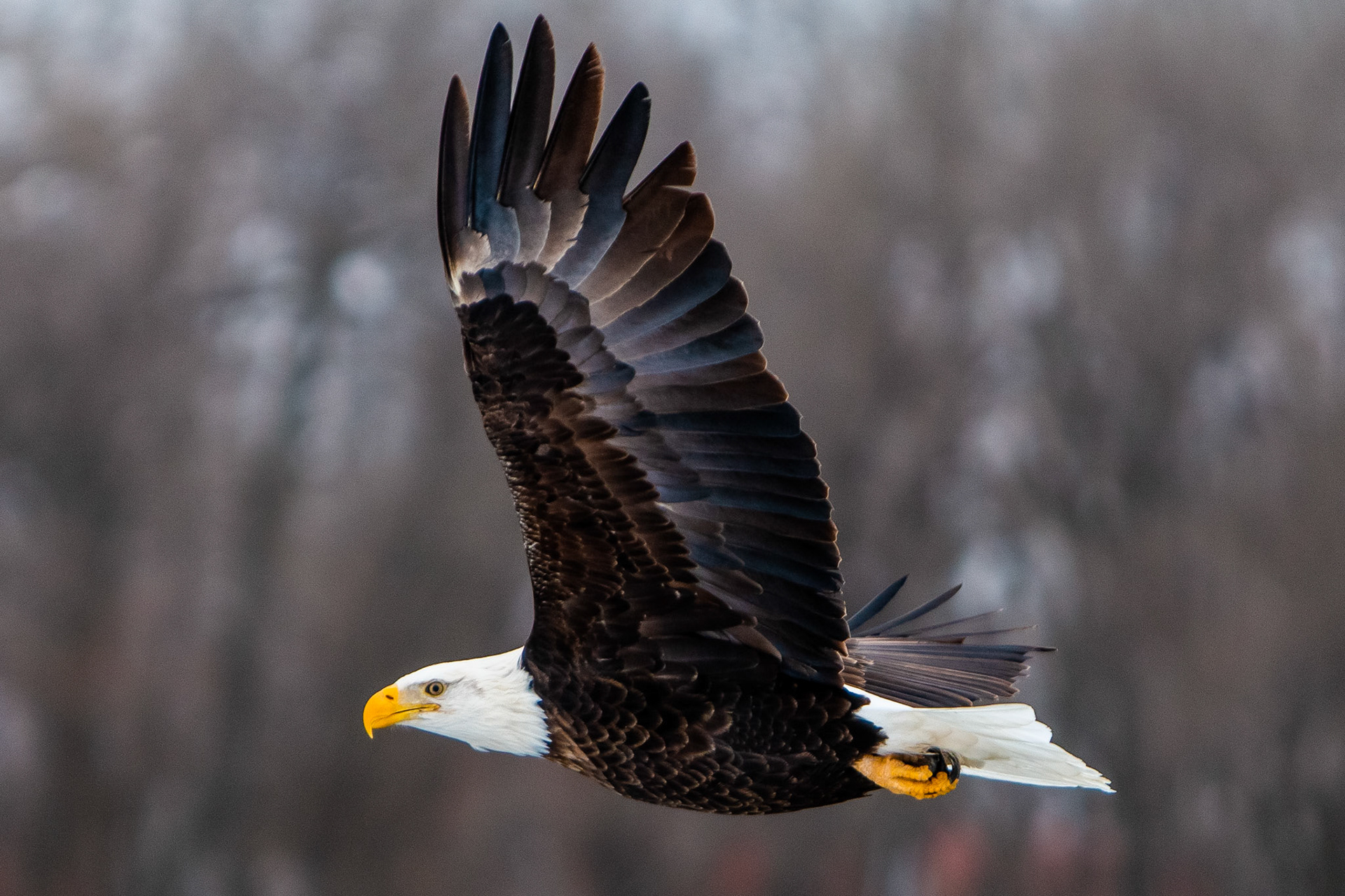eagle over Des Moines