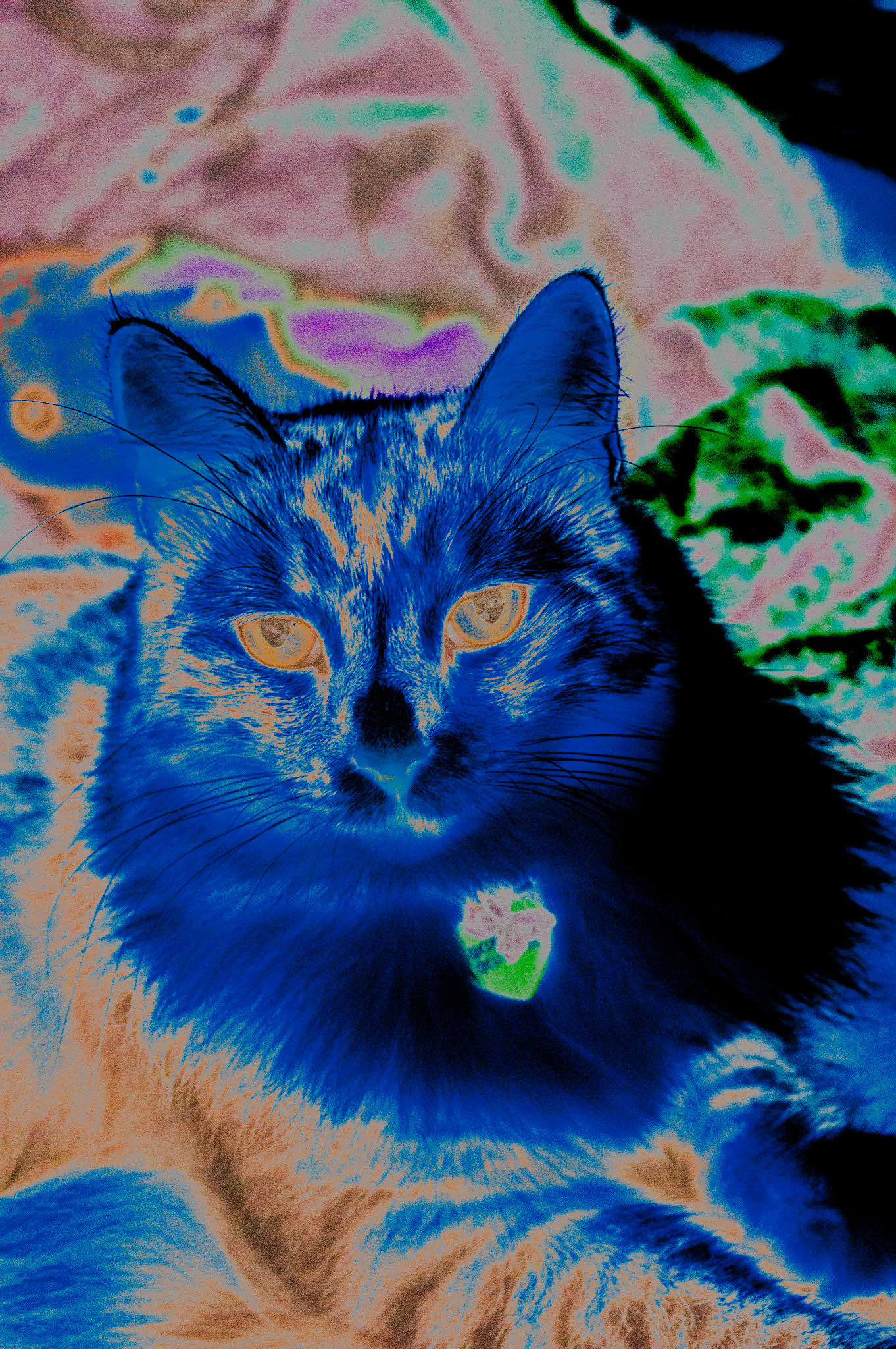 SONY DSC
