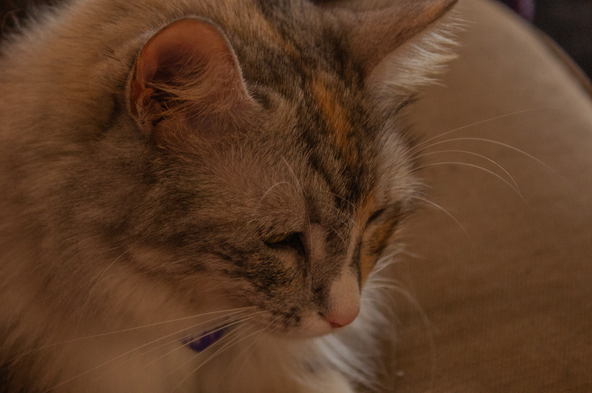 SONY DSC
