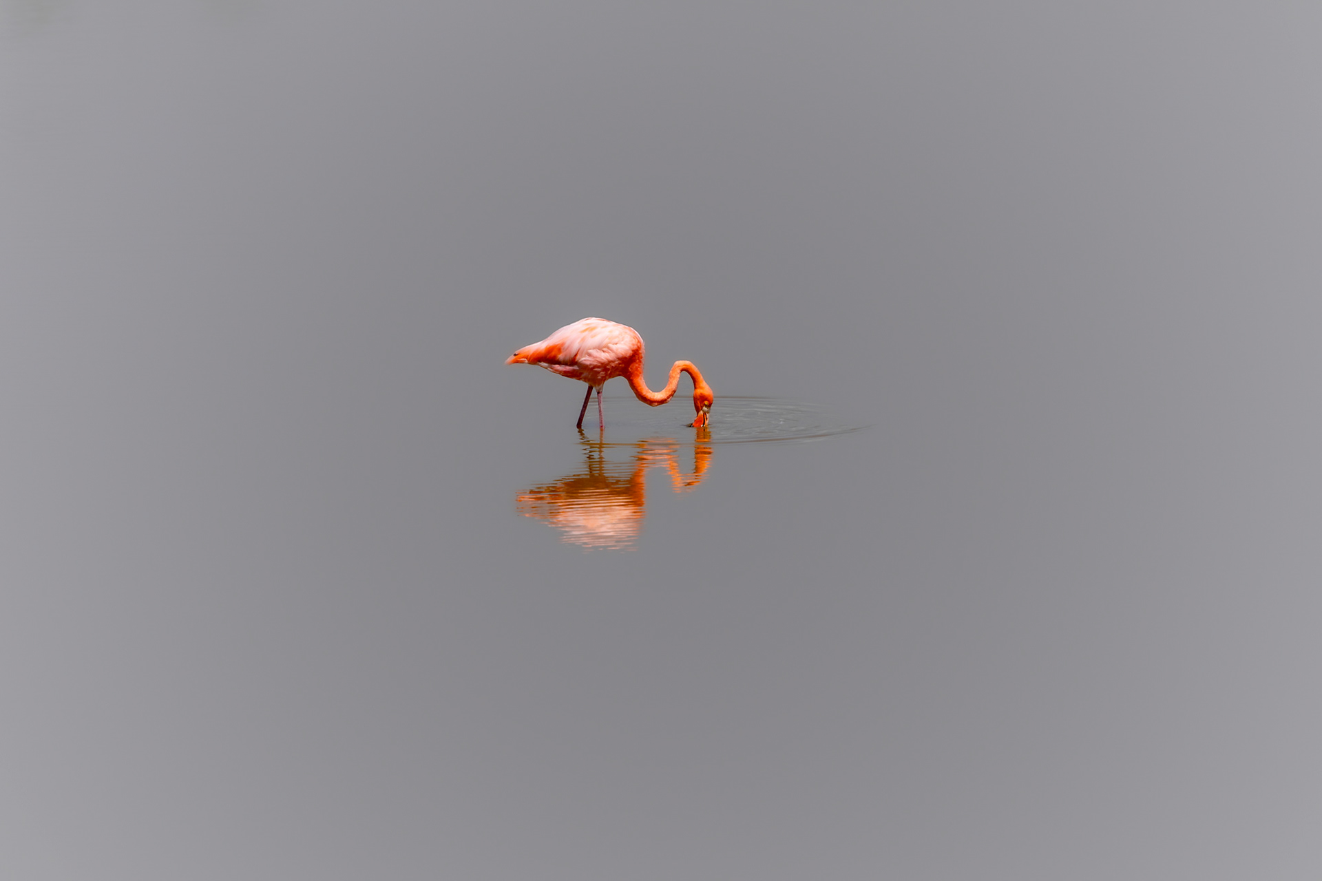 GALAPAGOS