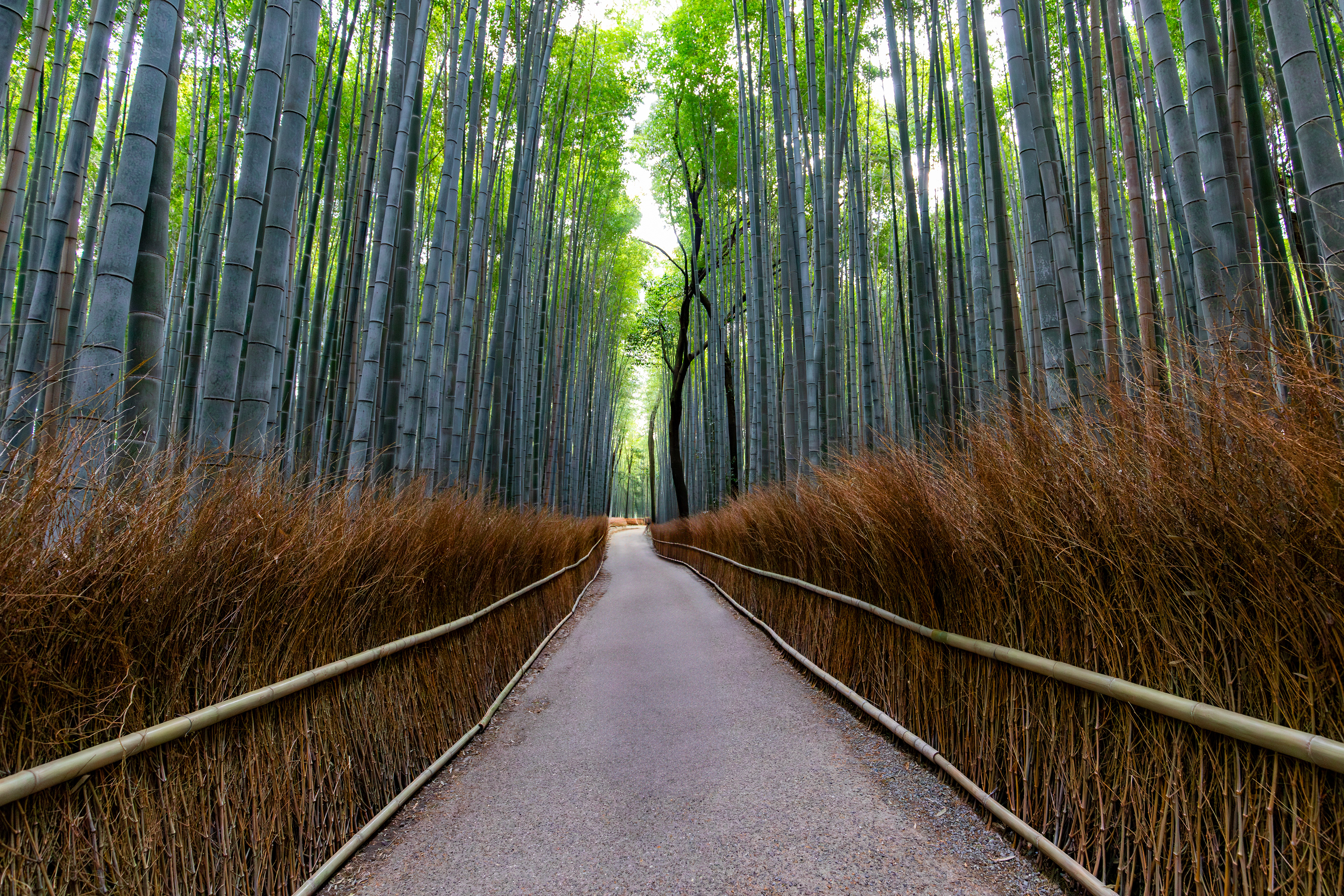 JAPONIA