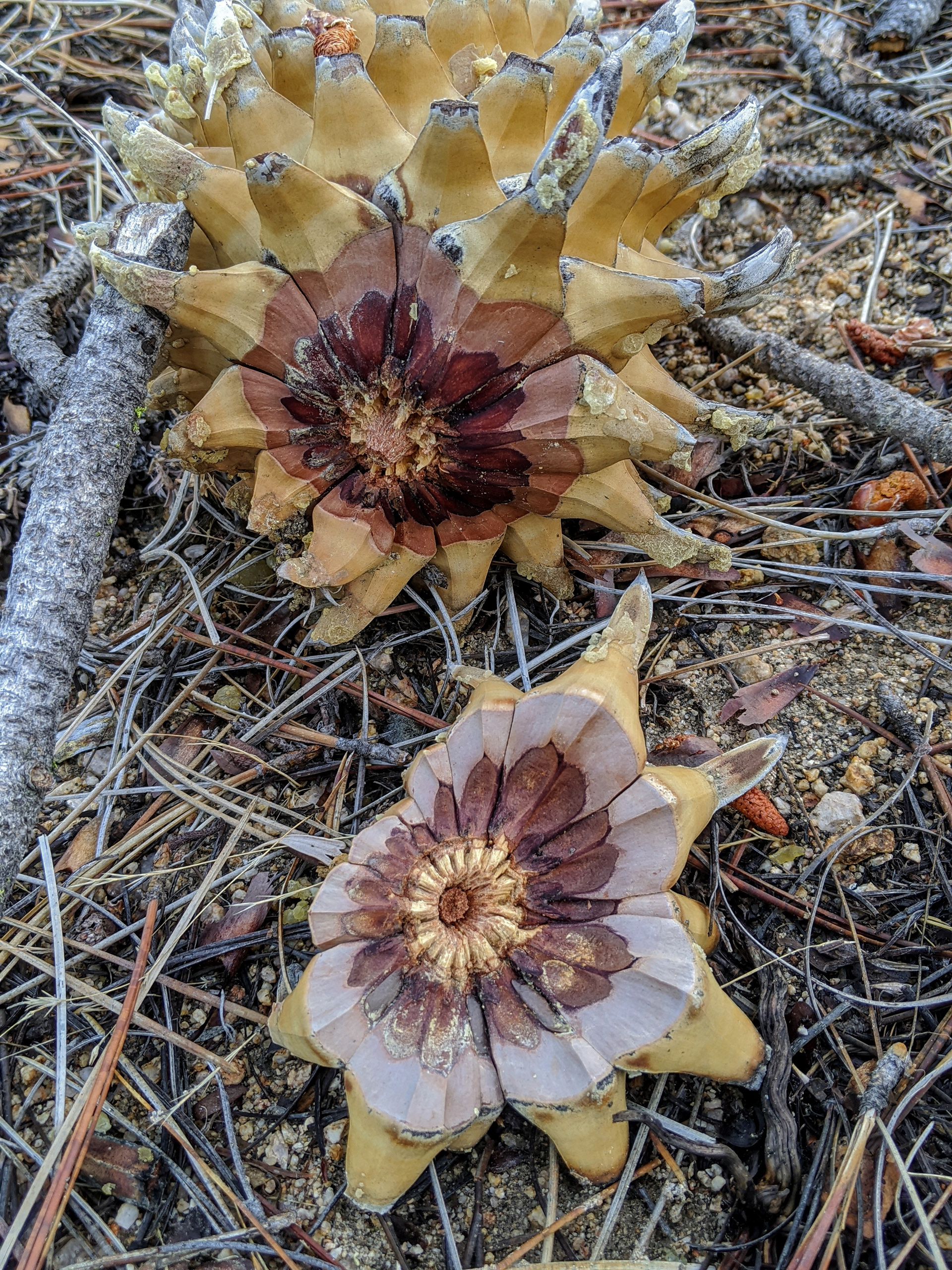 Hidden Flowers