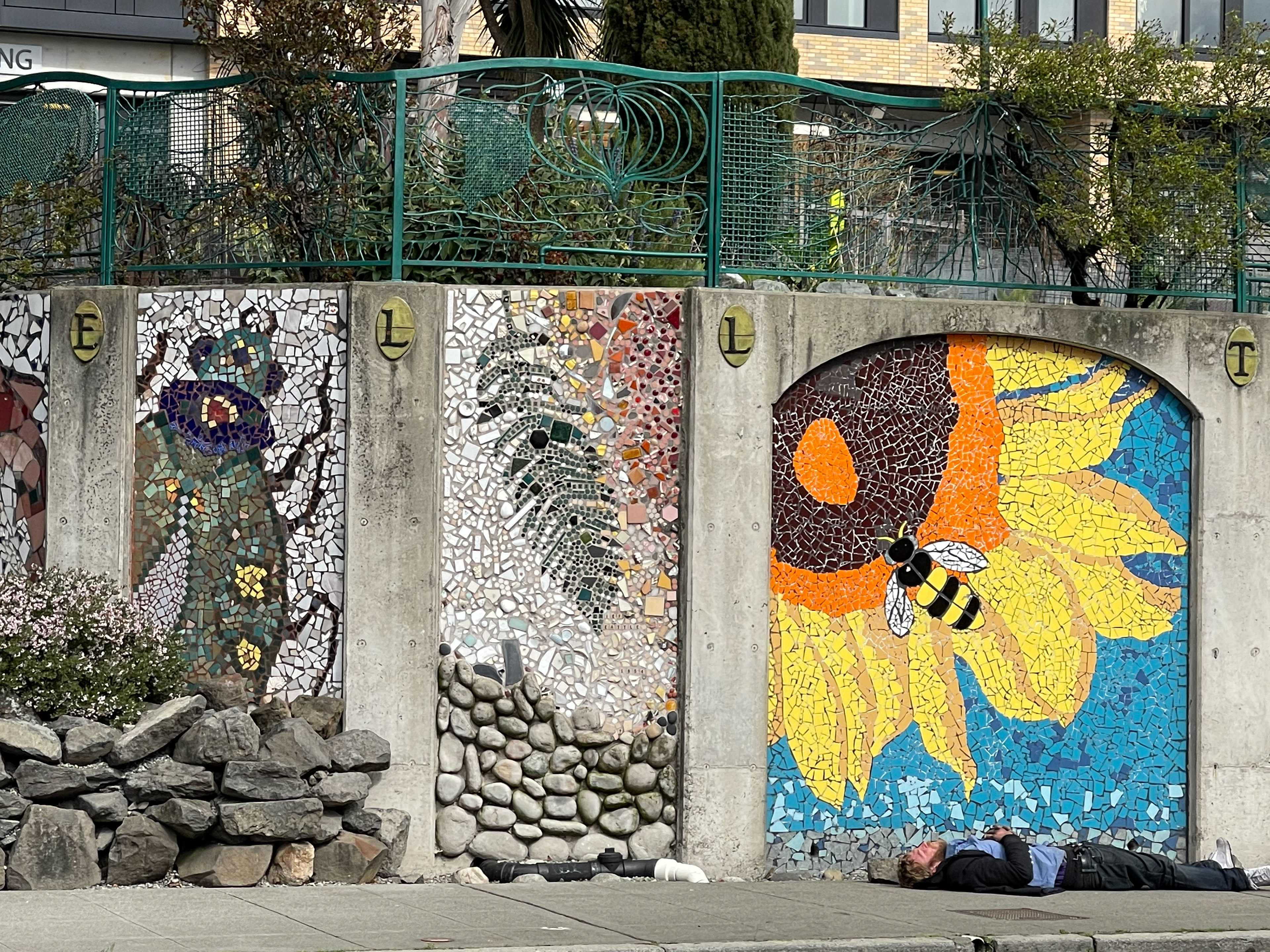 Sunflower Bathing in Belltown