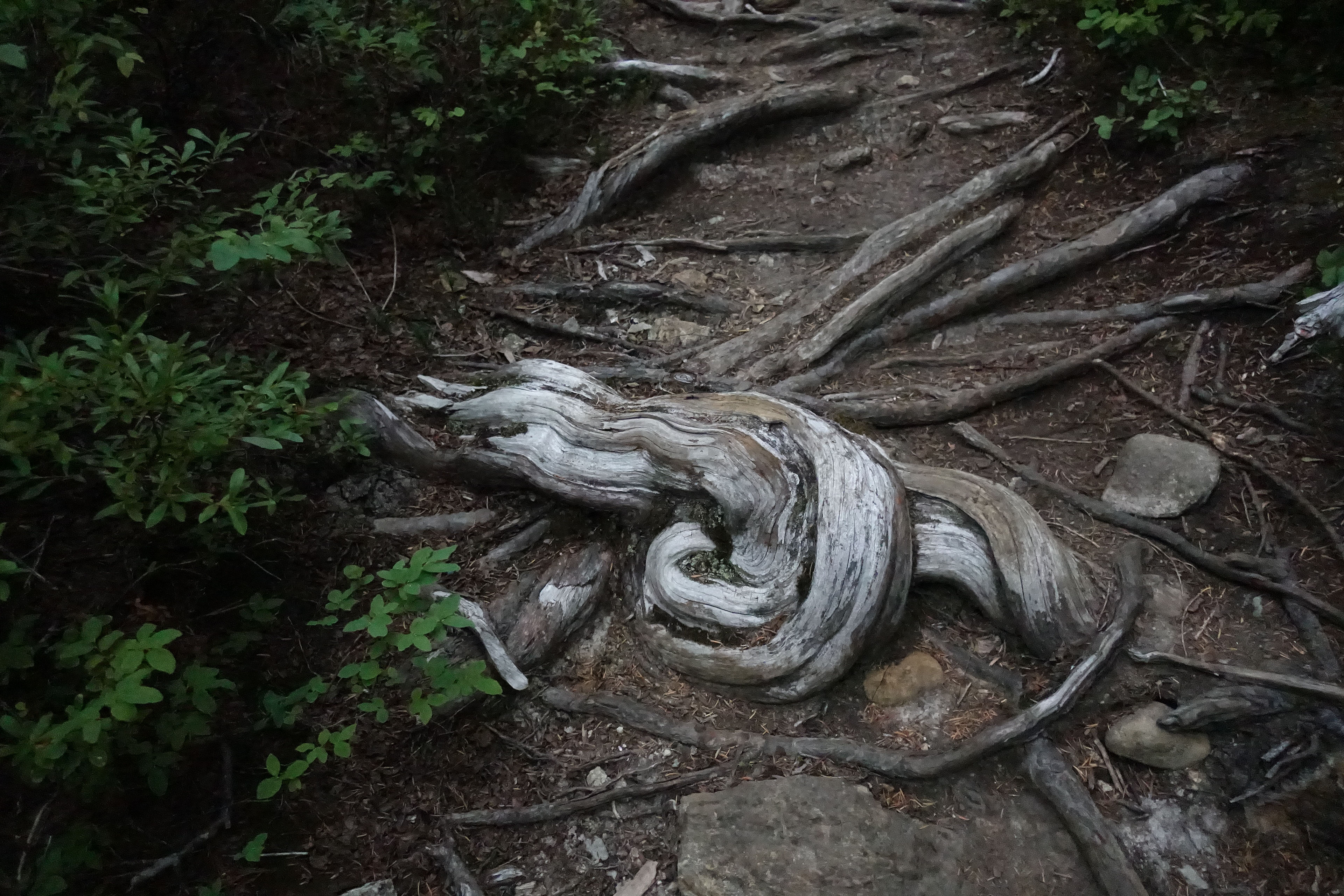 En Root