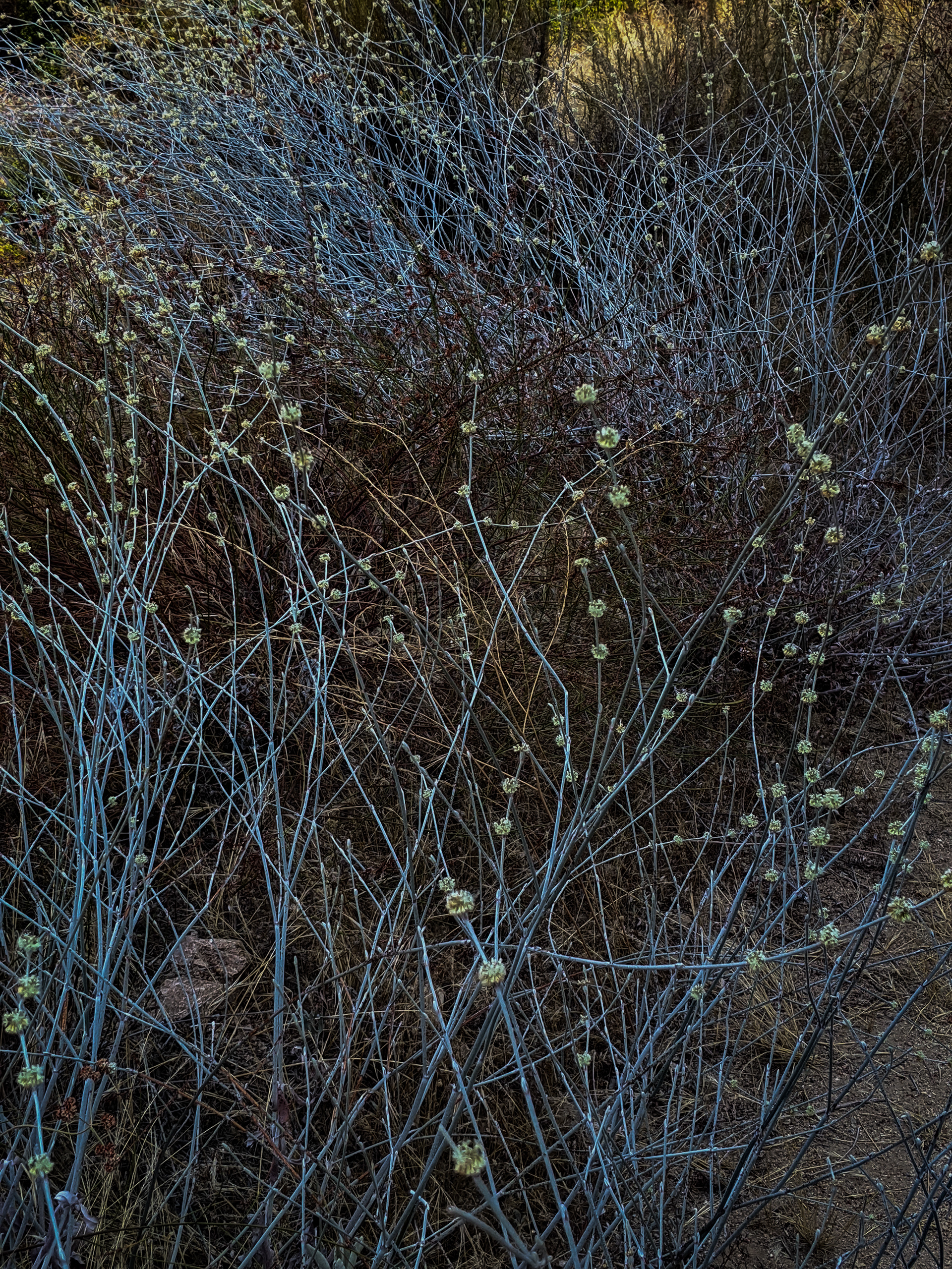 Dance of the Long-Stems