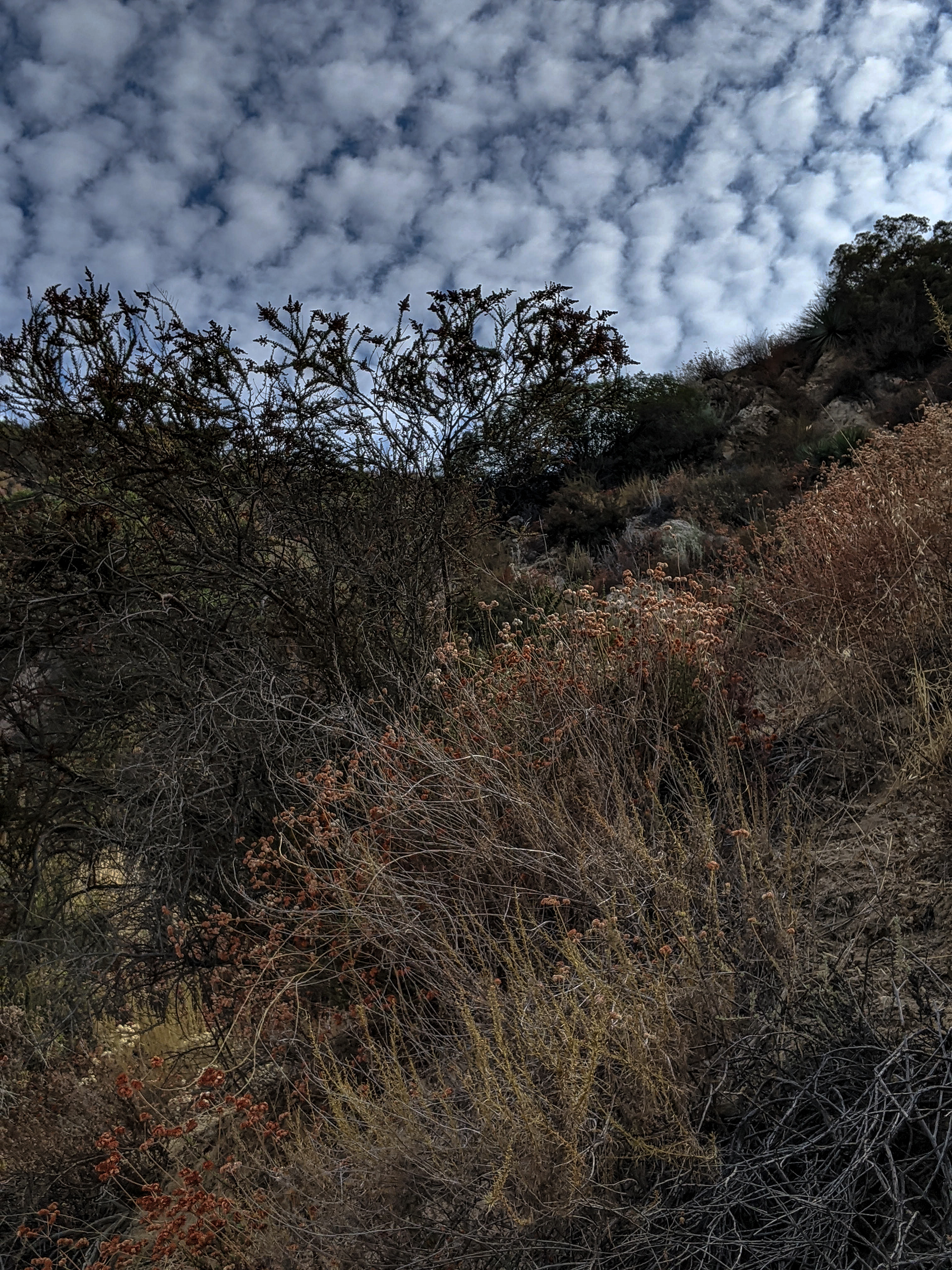 Up to the Ridge