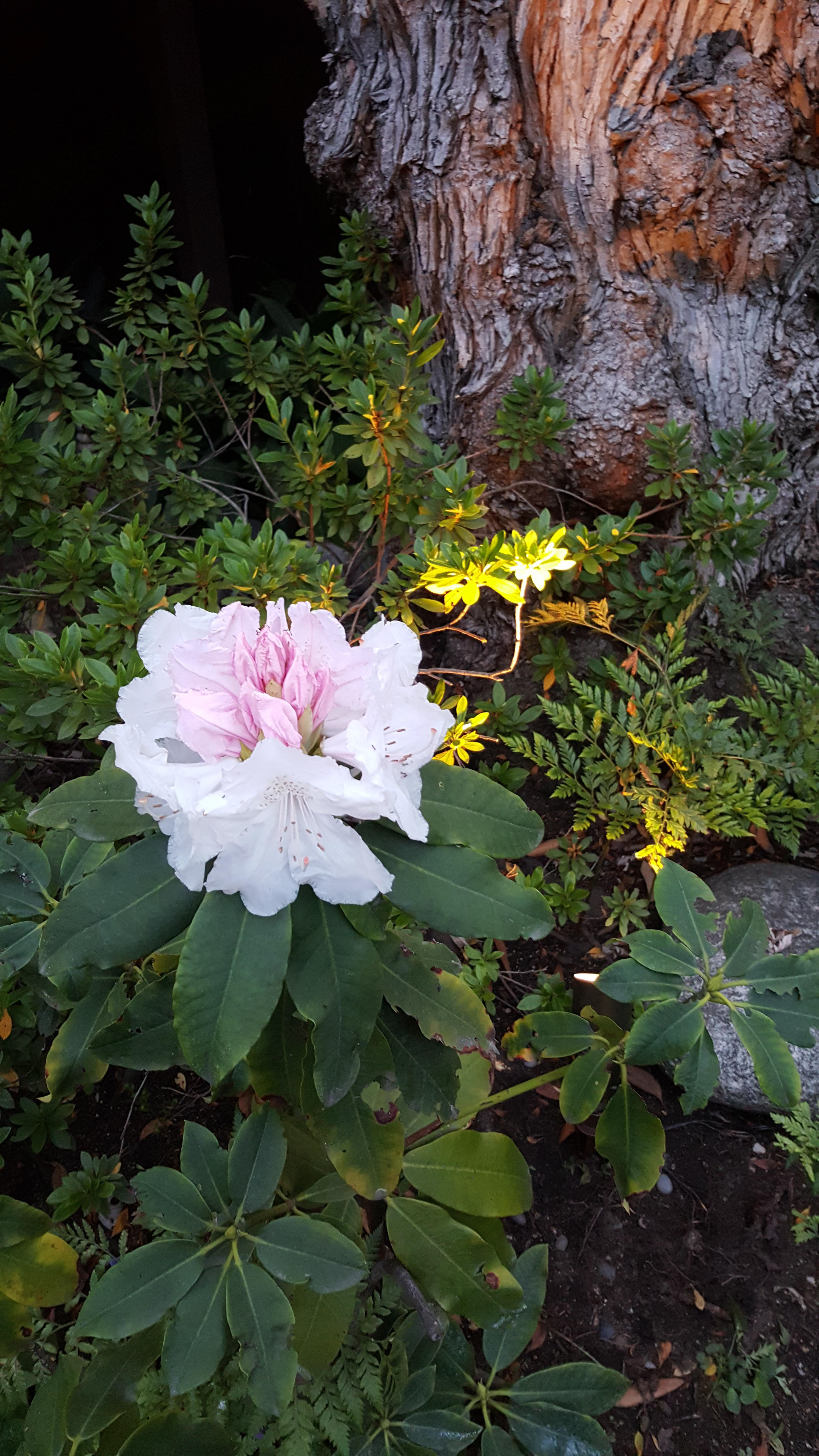 Backyard Rhodie