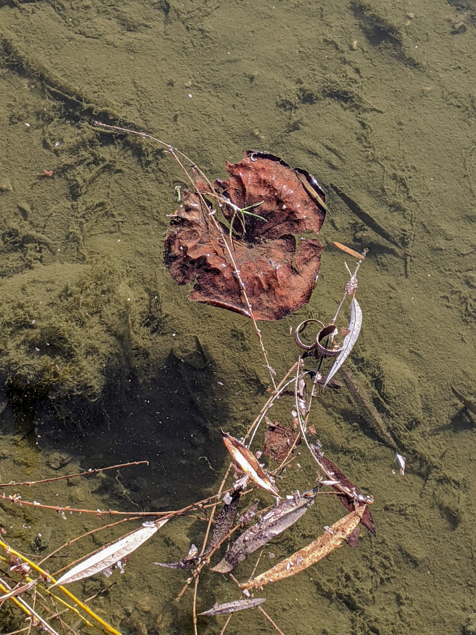 A Rose By Another Name