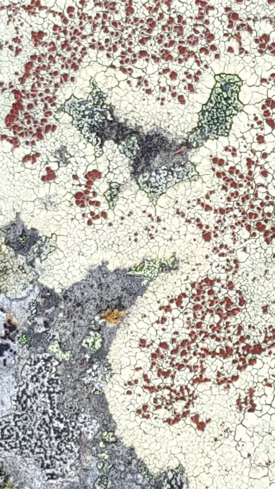 The Wizard & His Owl