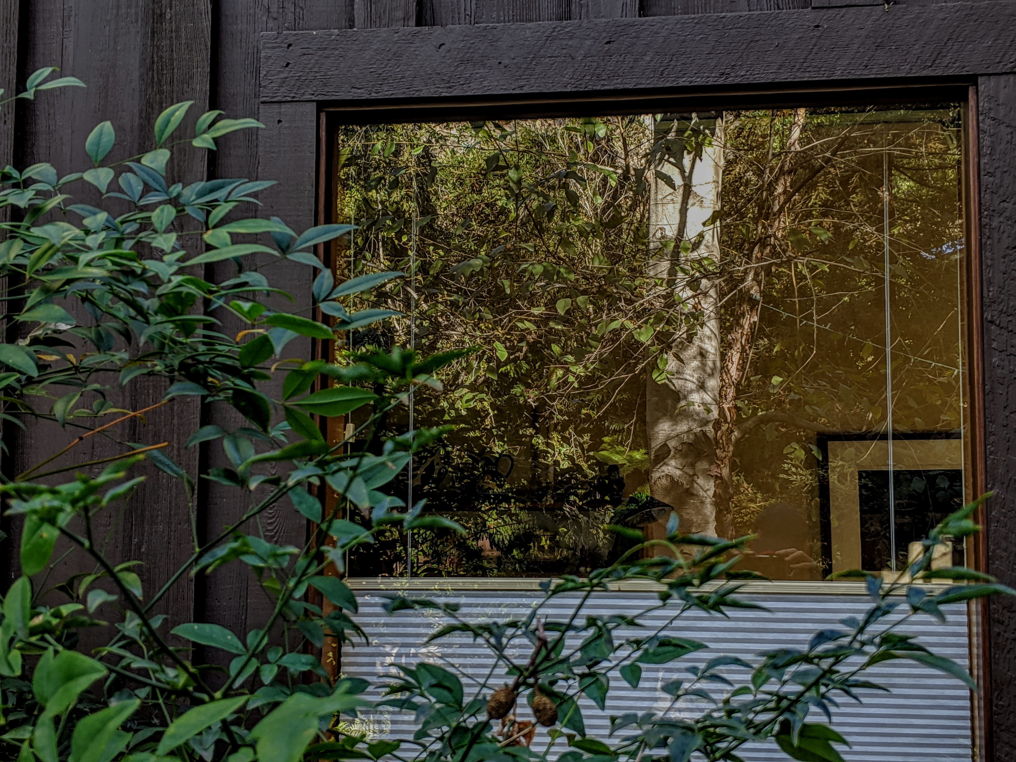 Back Window