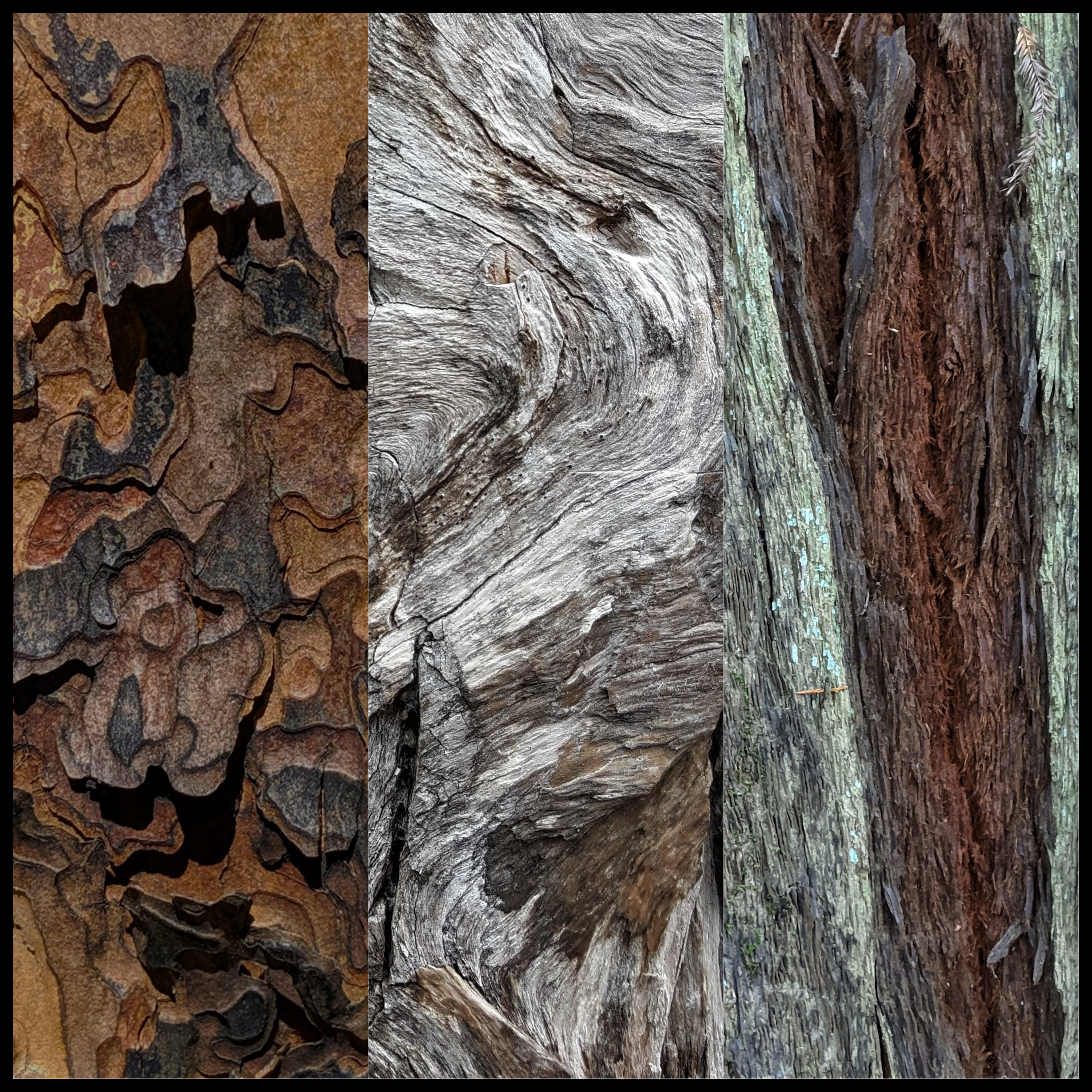 Trees I