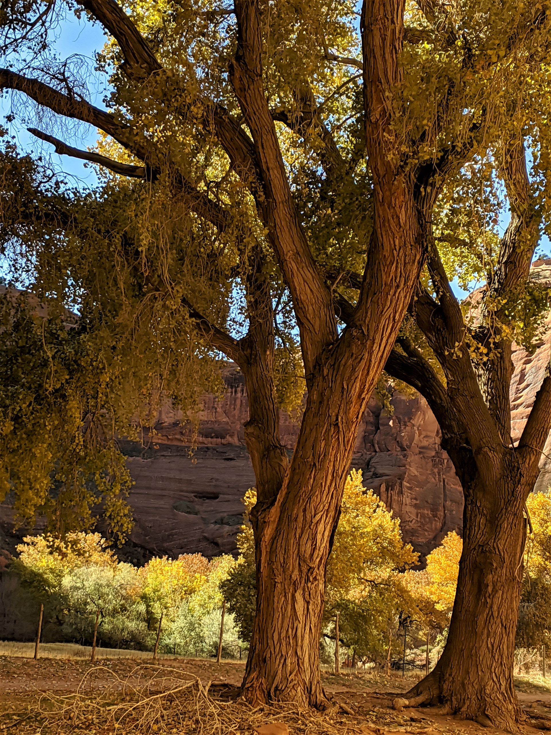 Shade in the Canyon