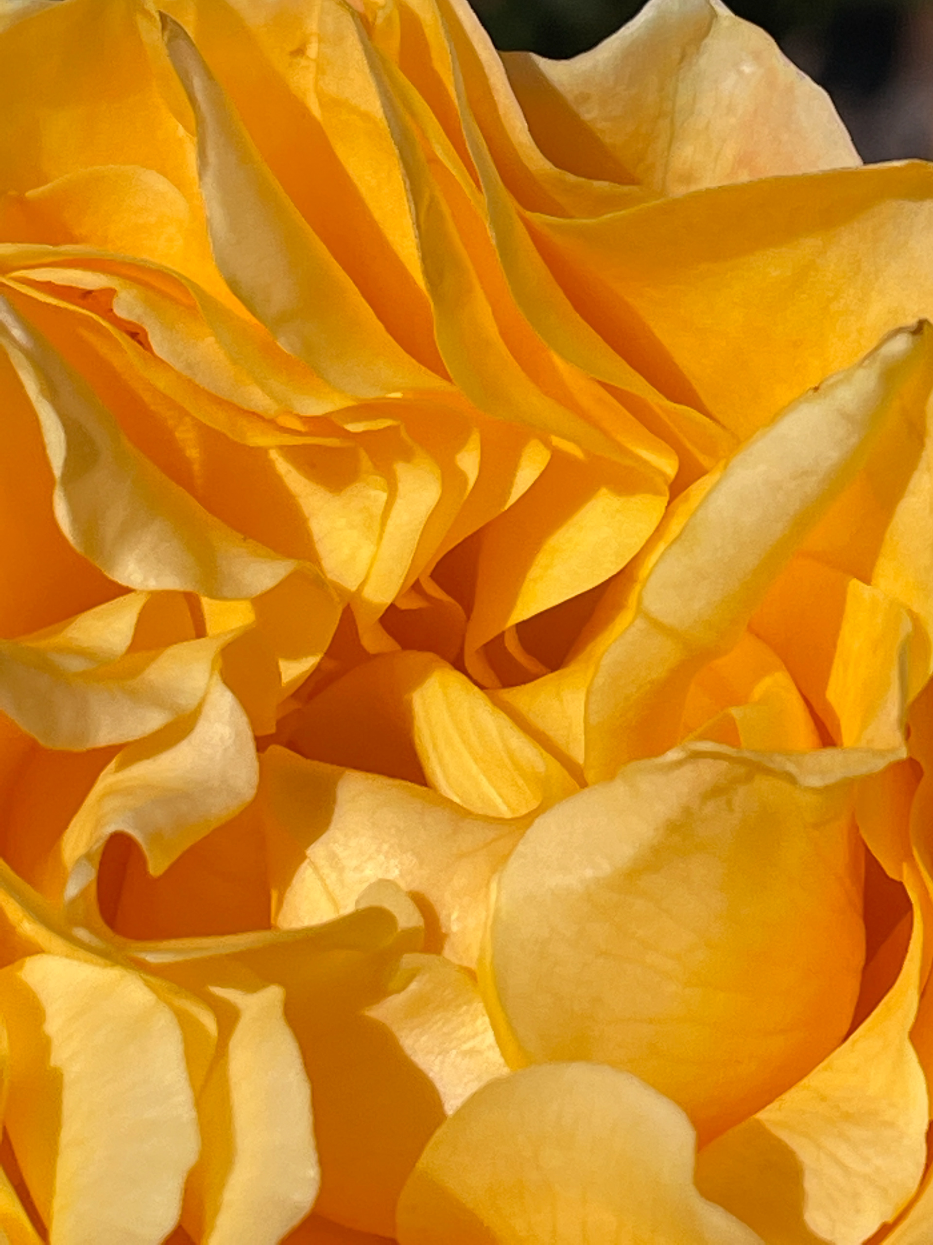 Yellow Ruffles