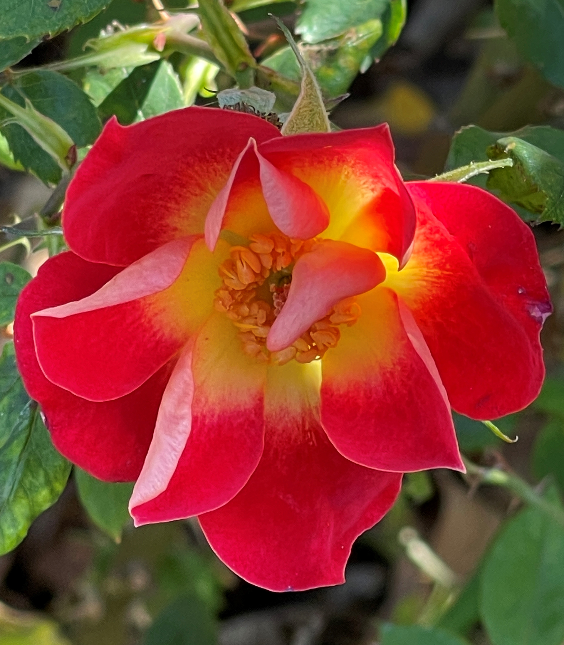 If A Rose Could Wink