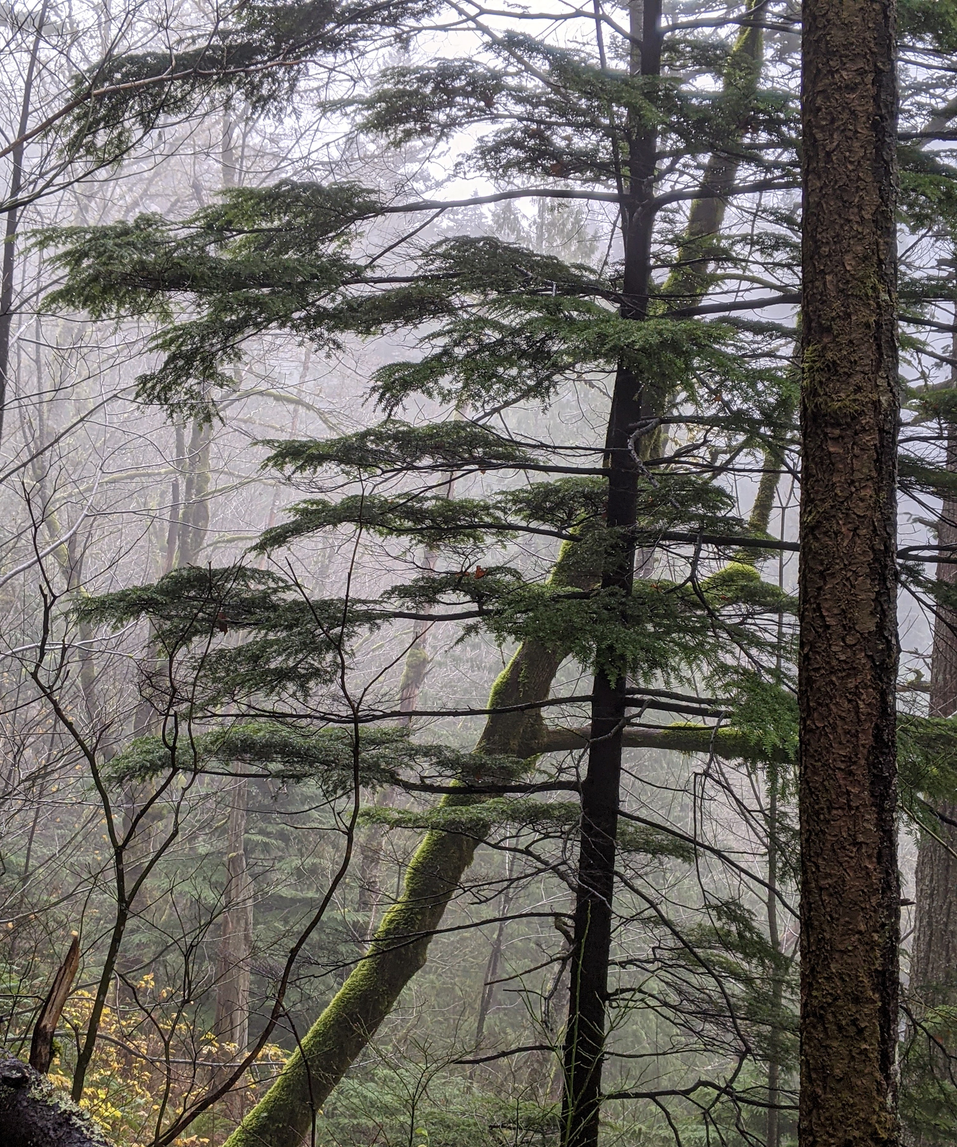 Homage to Thomas Wood