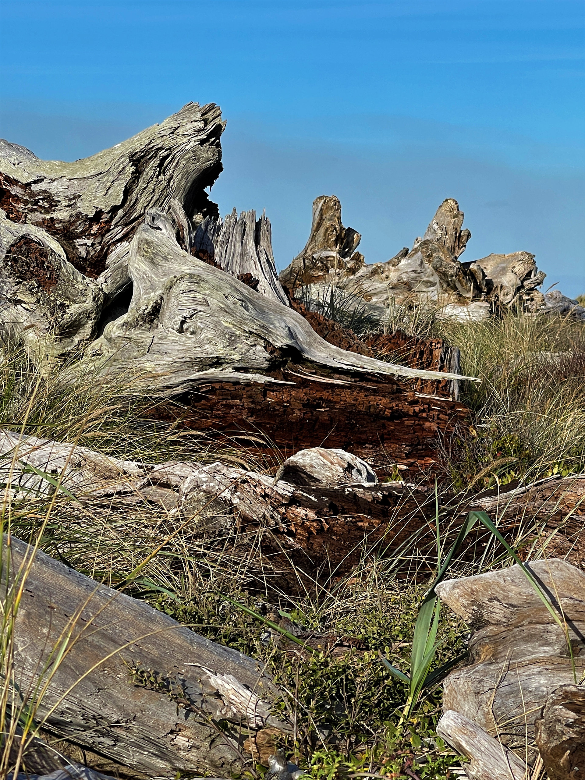 Coastline Sentinals
