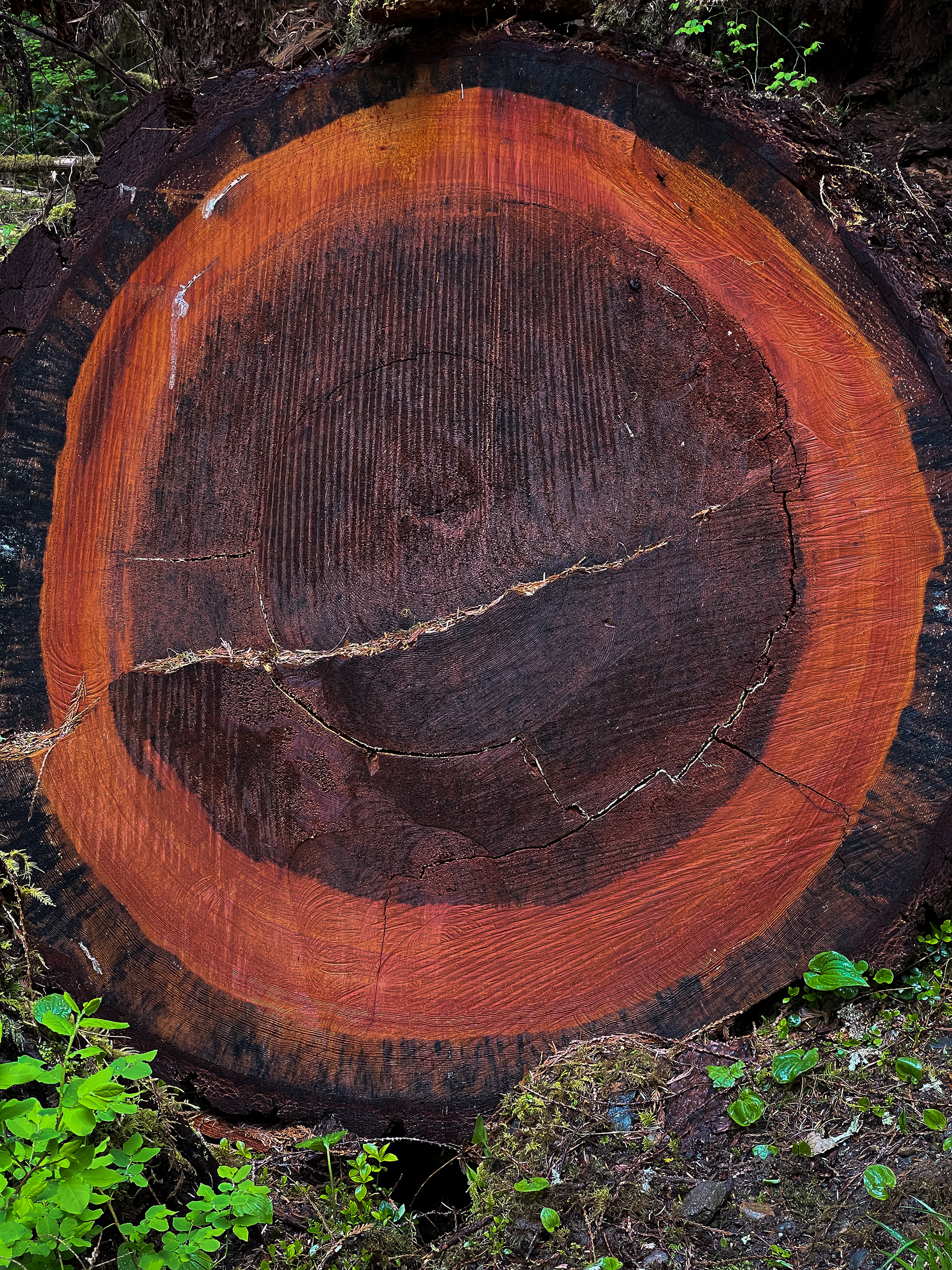 Sapwood Enso