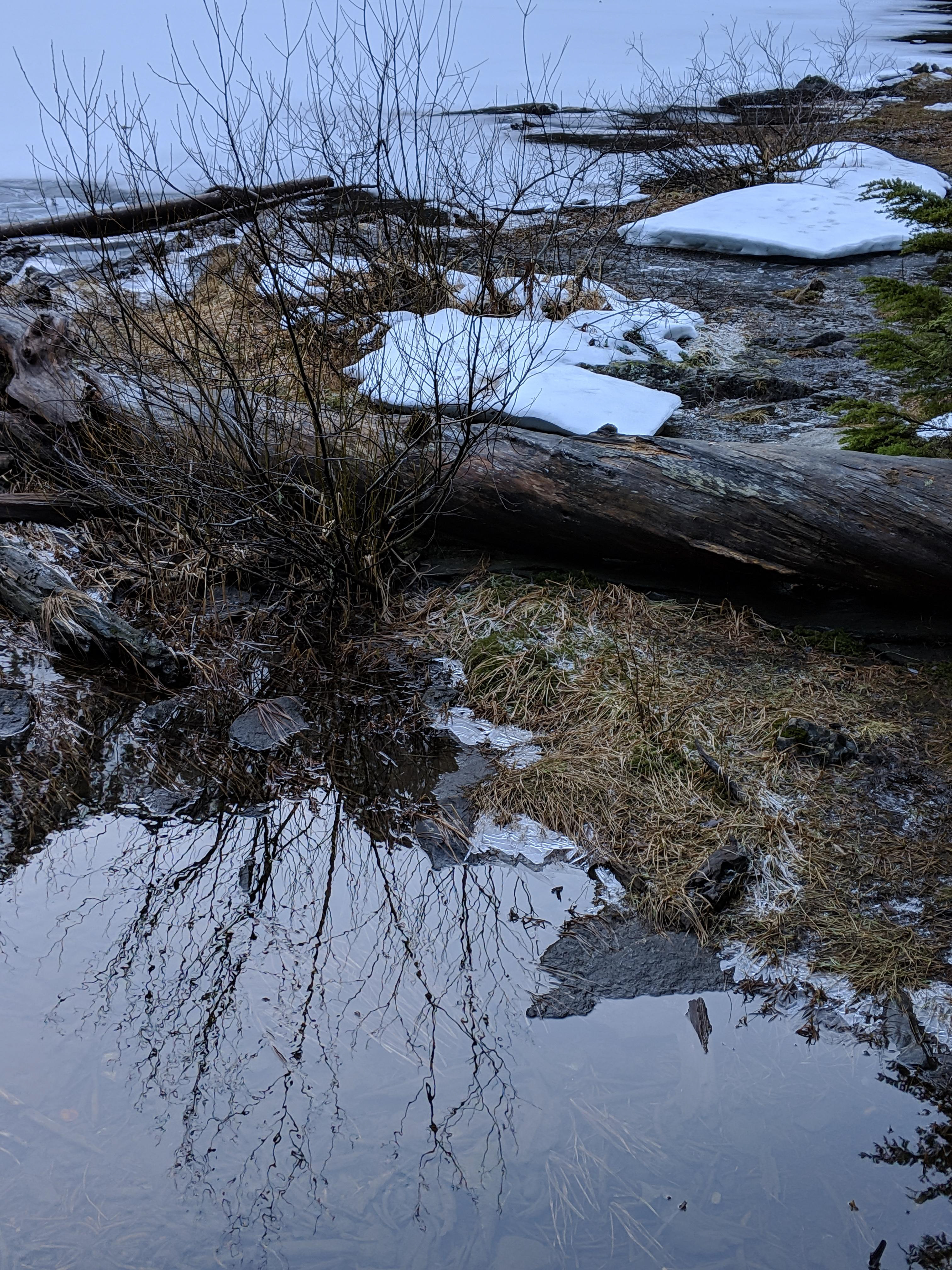 Winter Reflections