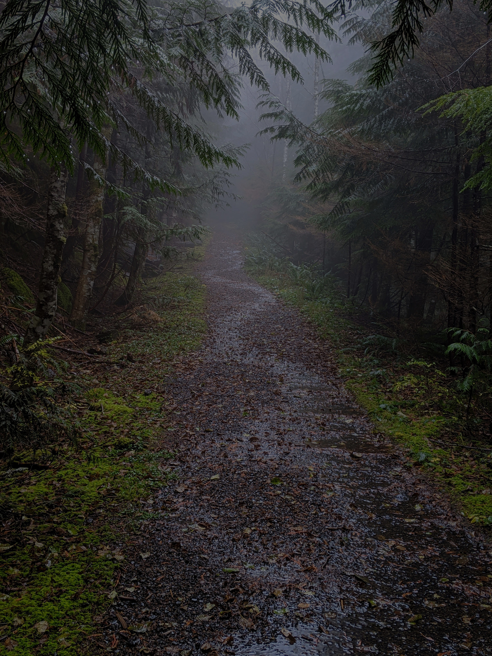 Into The Mist