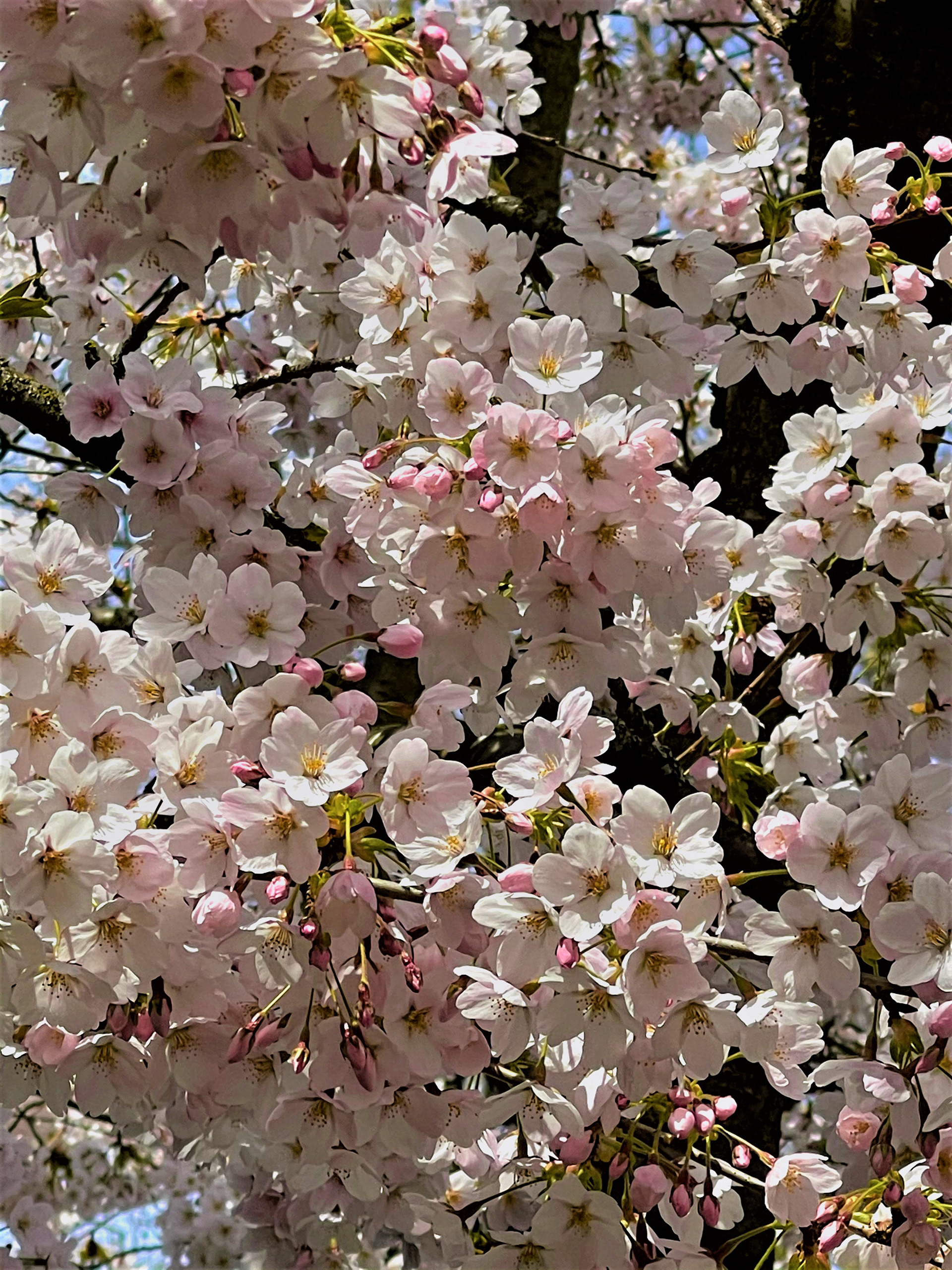 Sakura in Seattle
