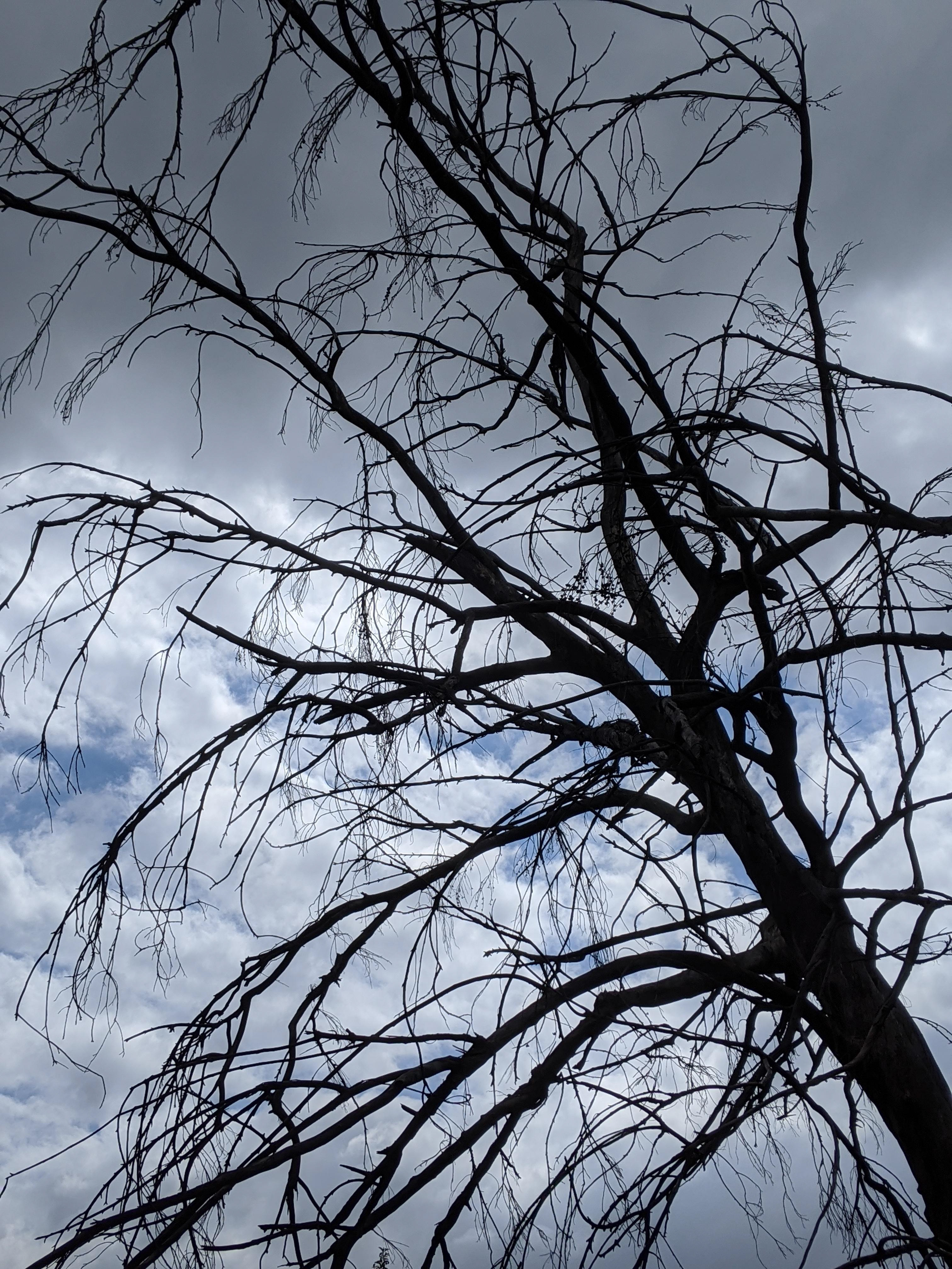 Prevailing Wind