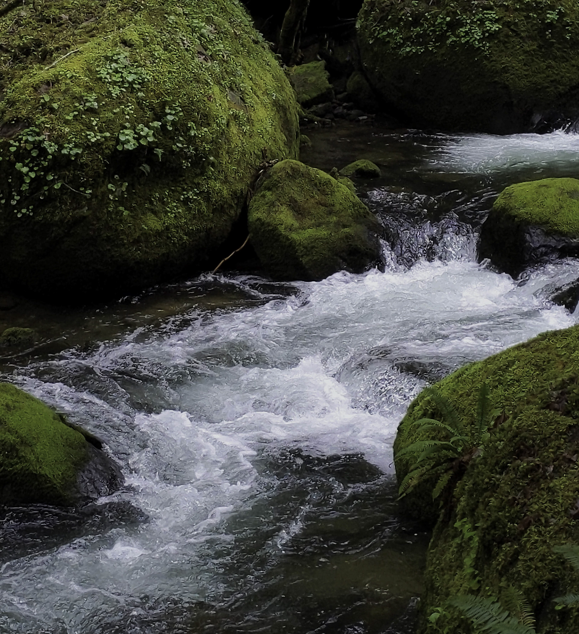 Tranquil Near The Coquille