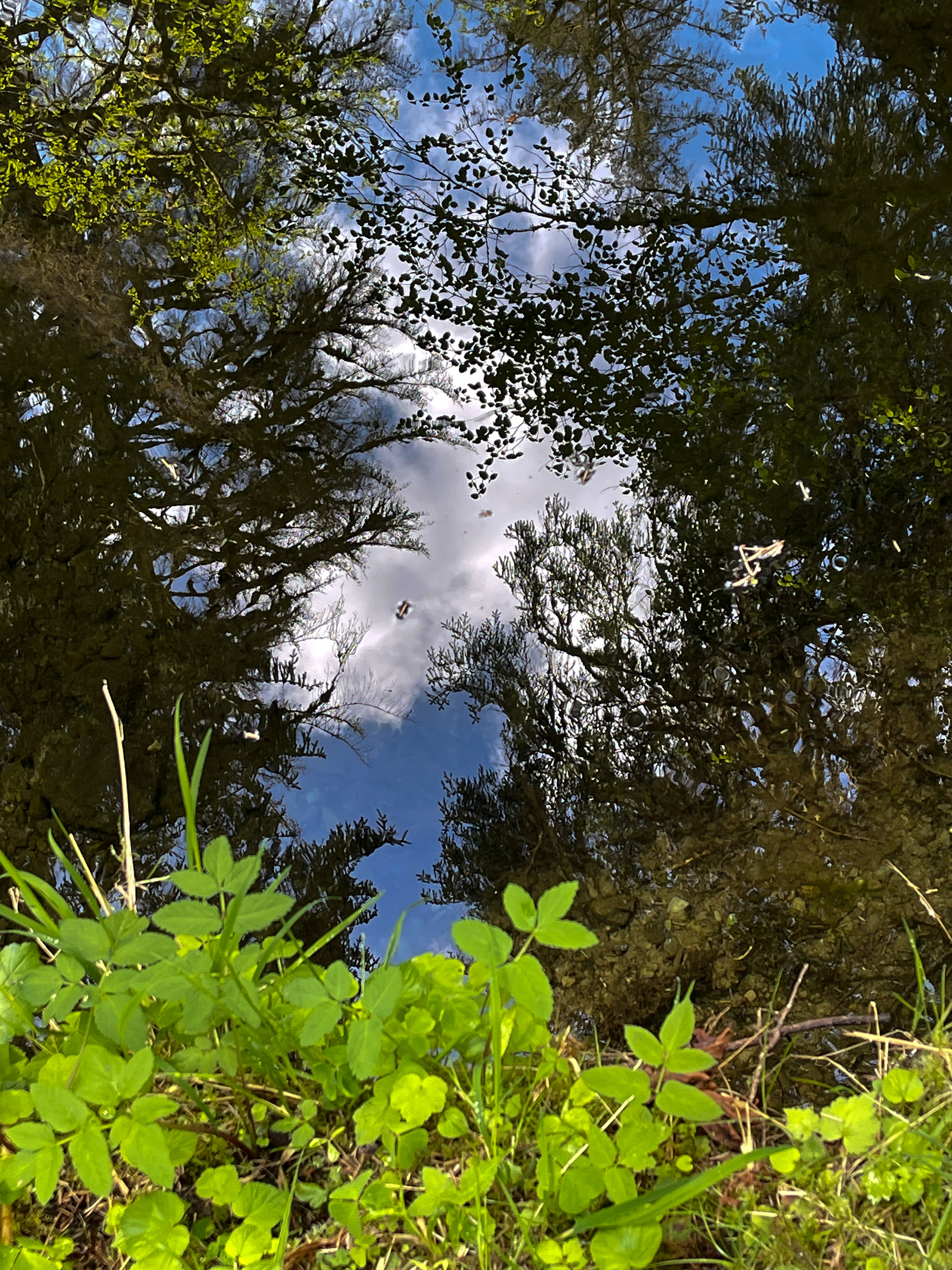 Rain Forest Reflection