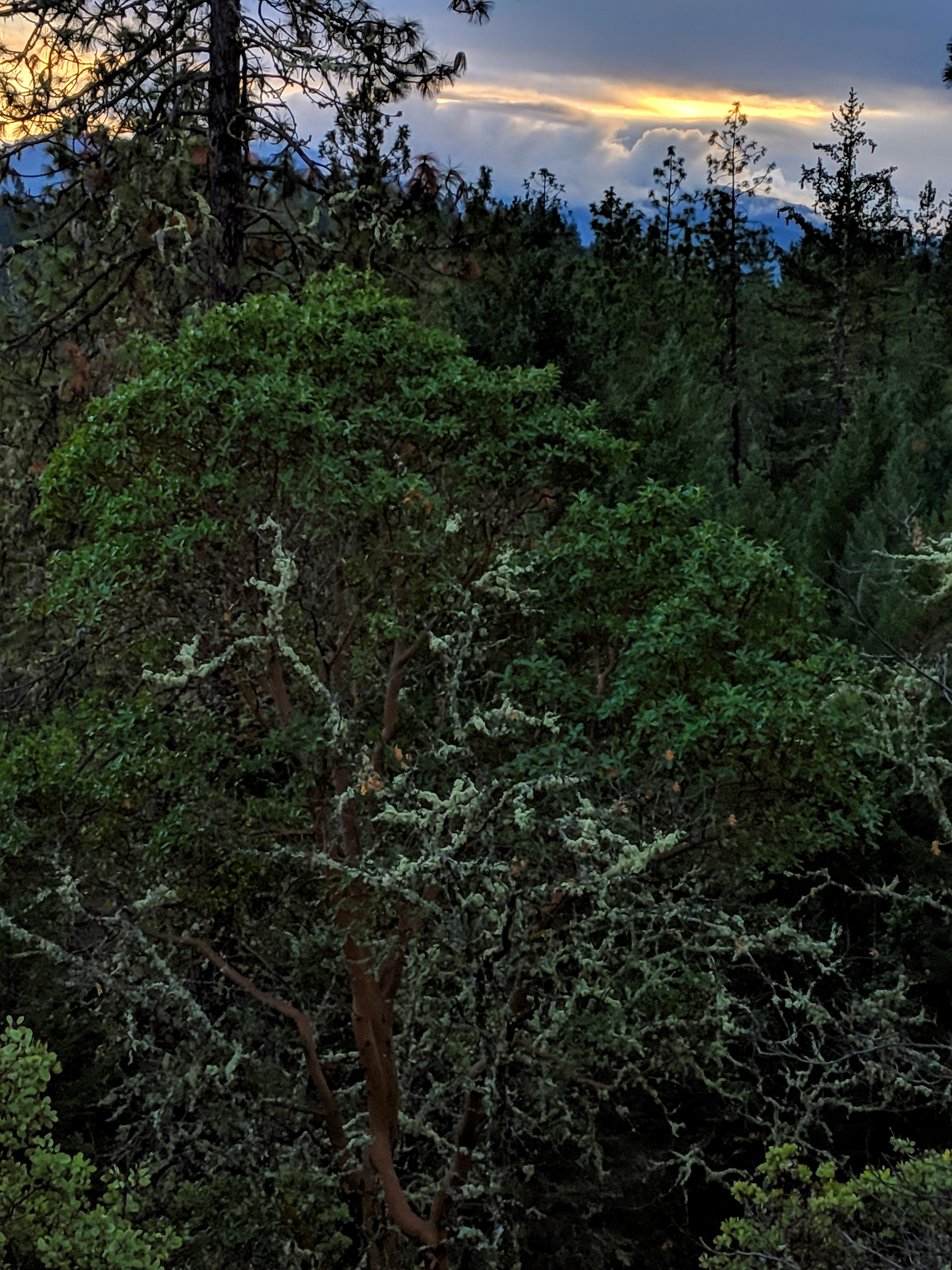 Madrone at Sunset