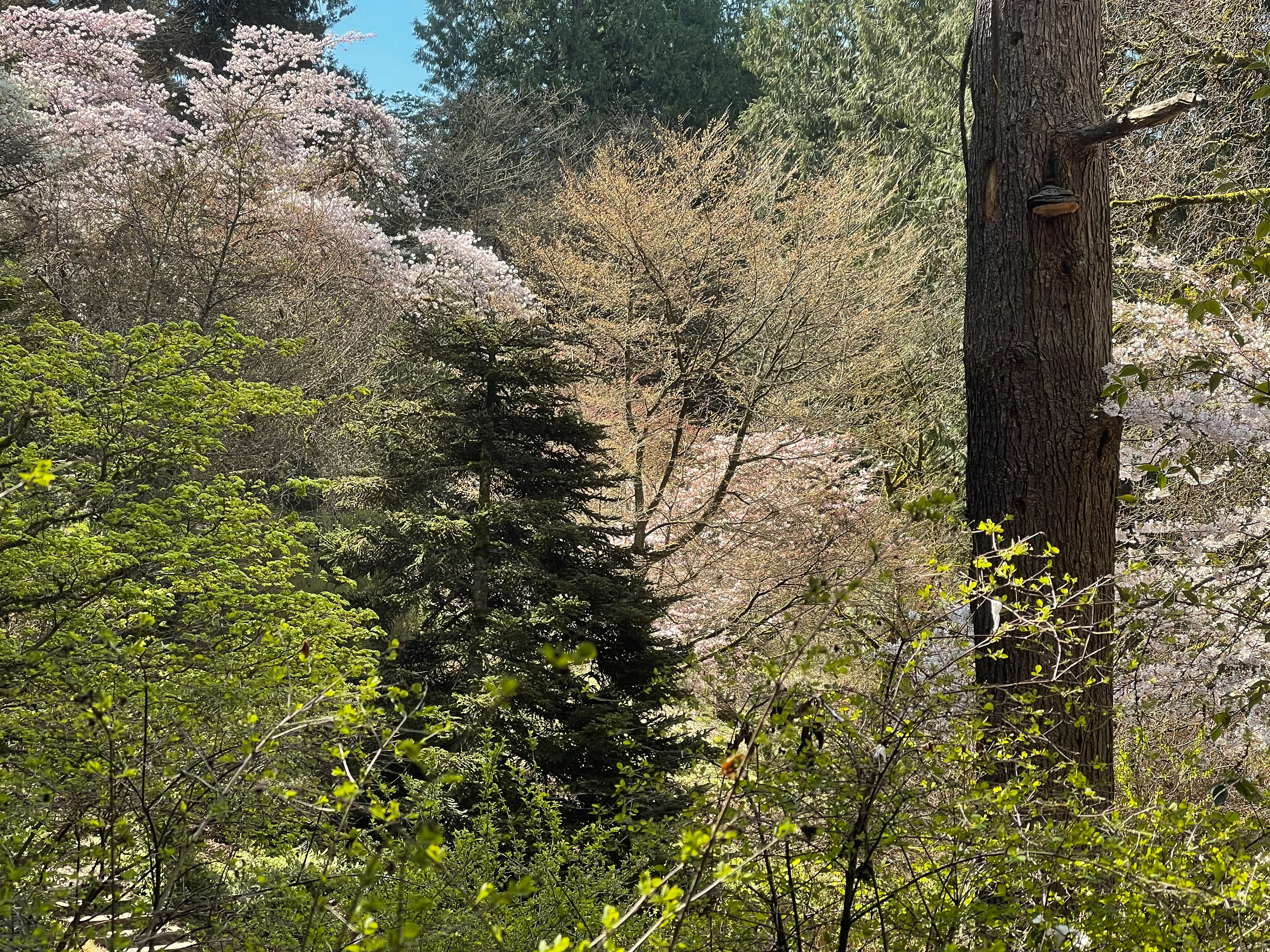 Forest in Bloom