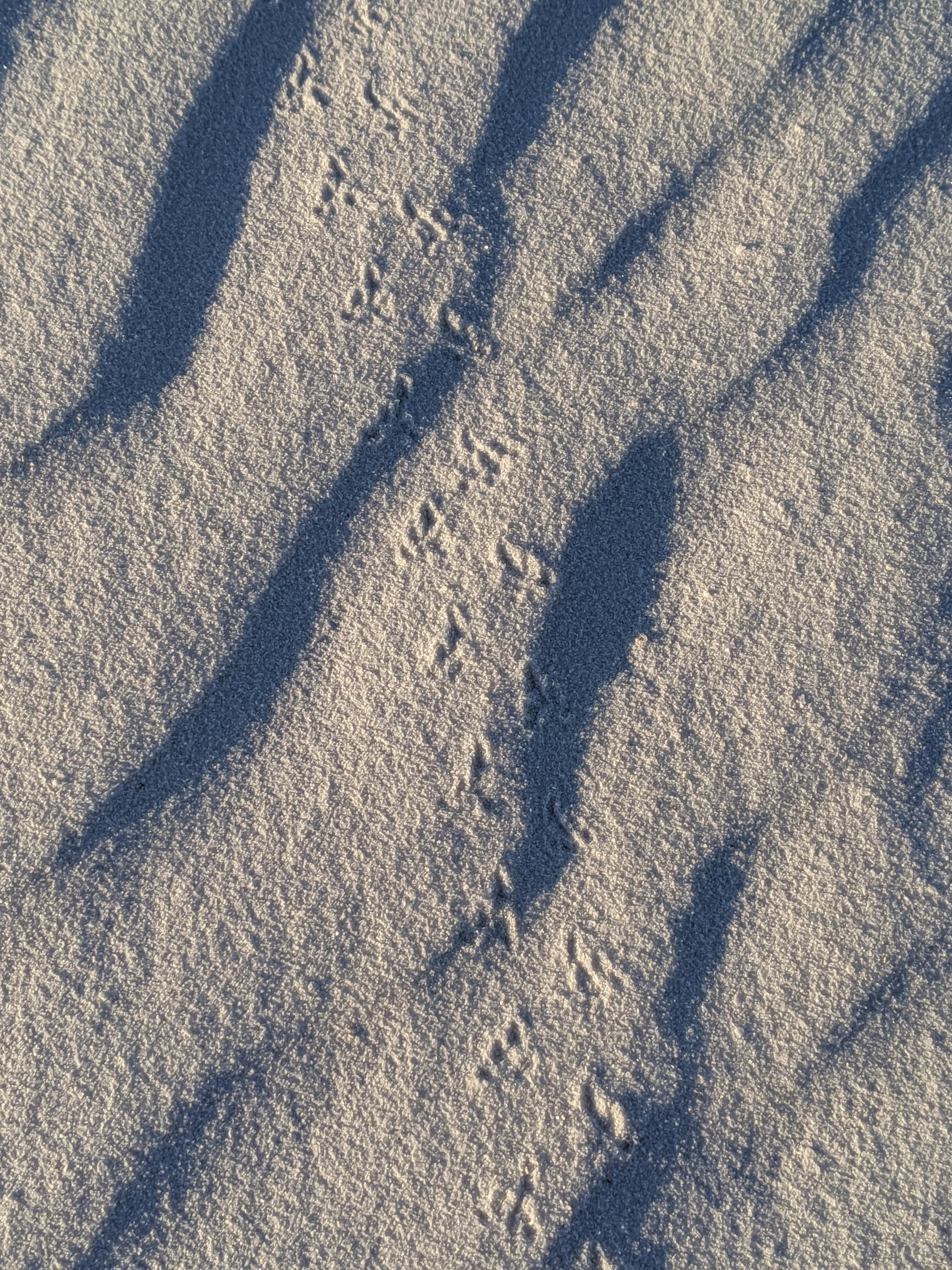 Scamper