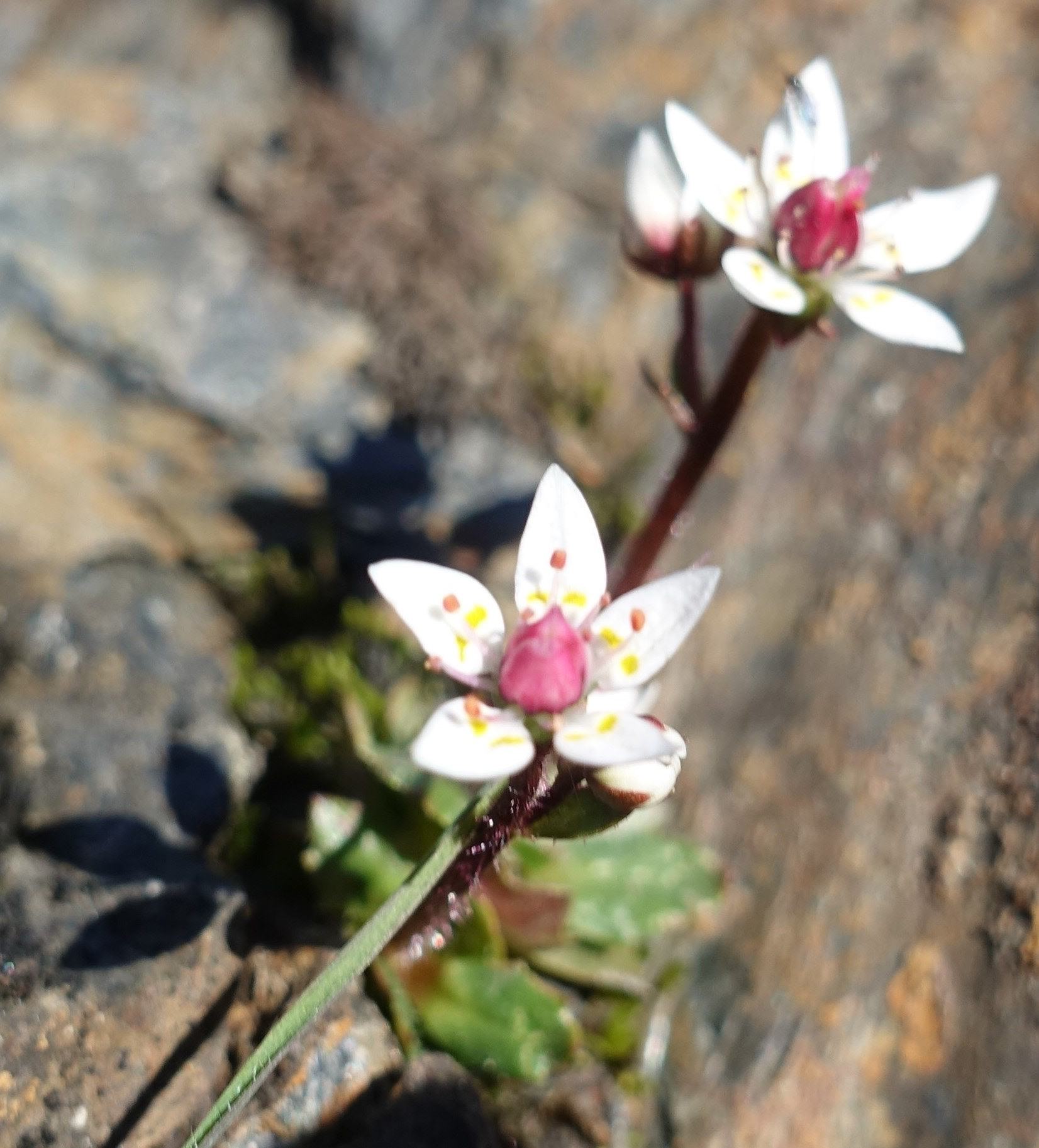 Starry Saxifrage