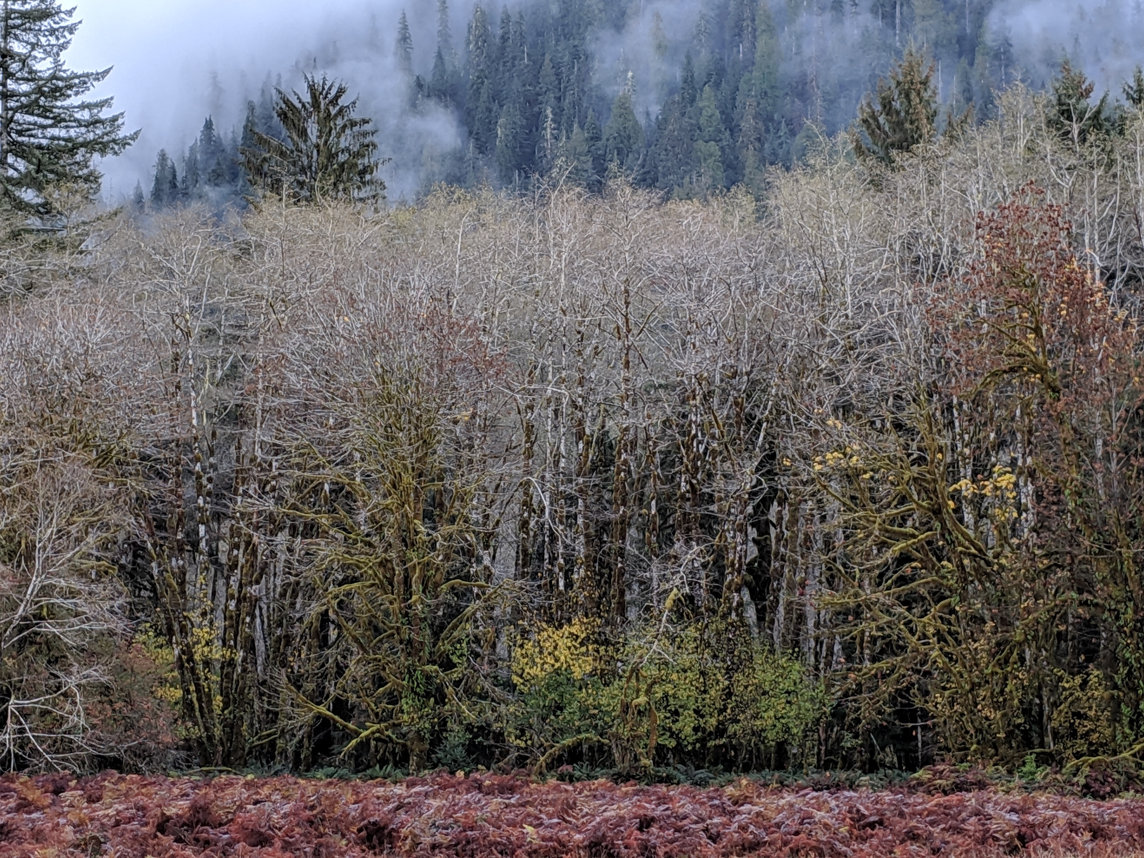 October Mist I