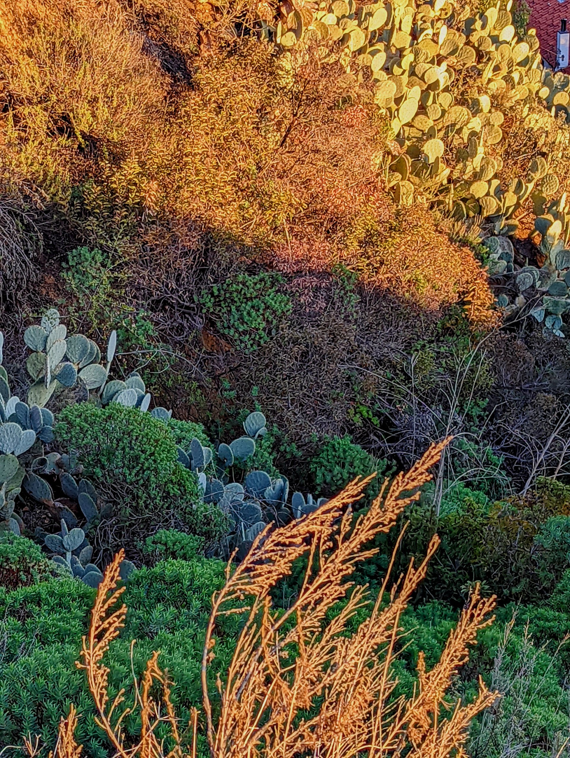 Late Afternoon