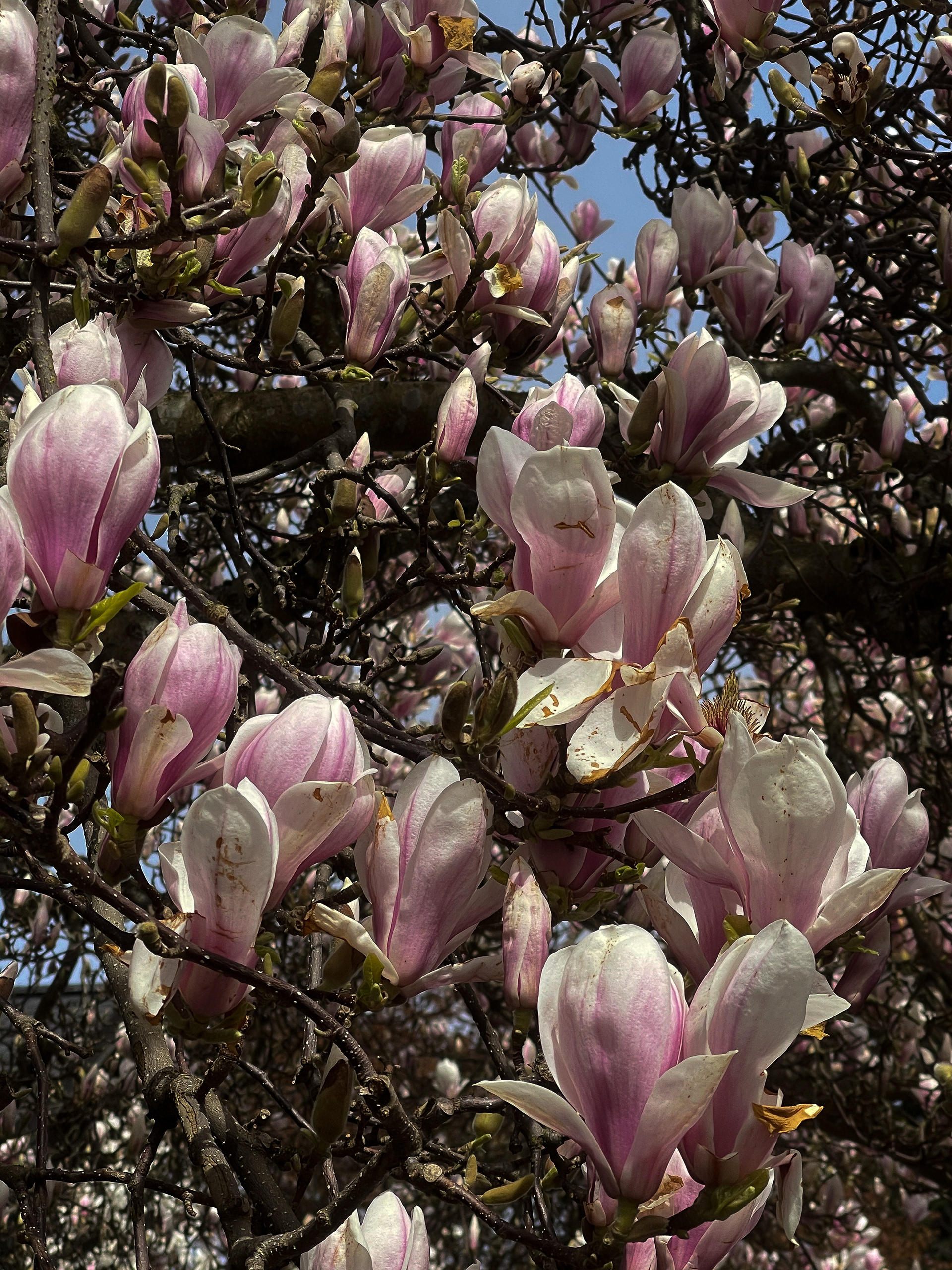 Queen Anne Magnolia