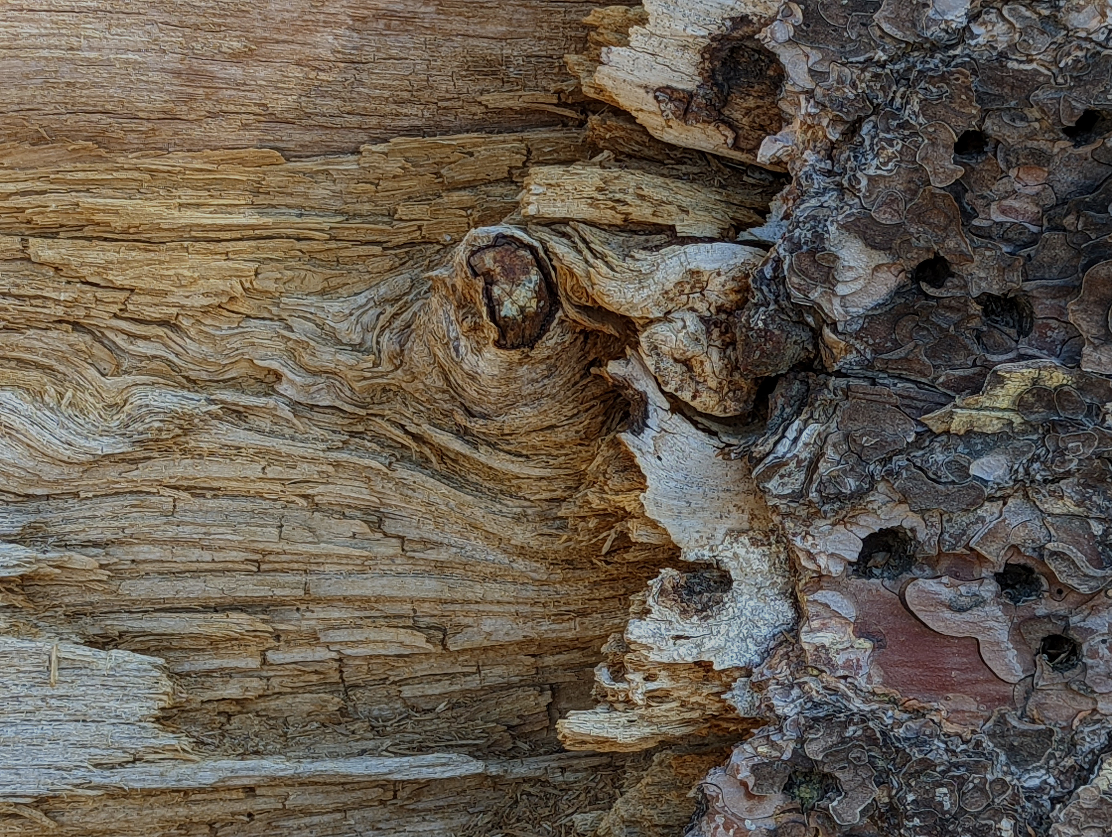 Emerging From The Coral