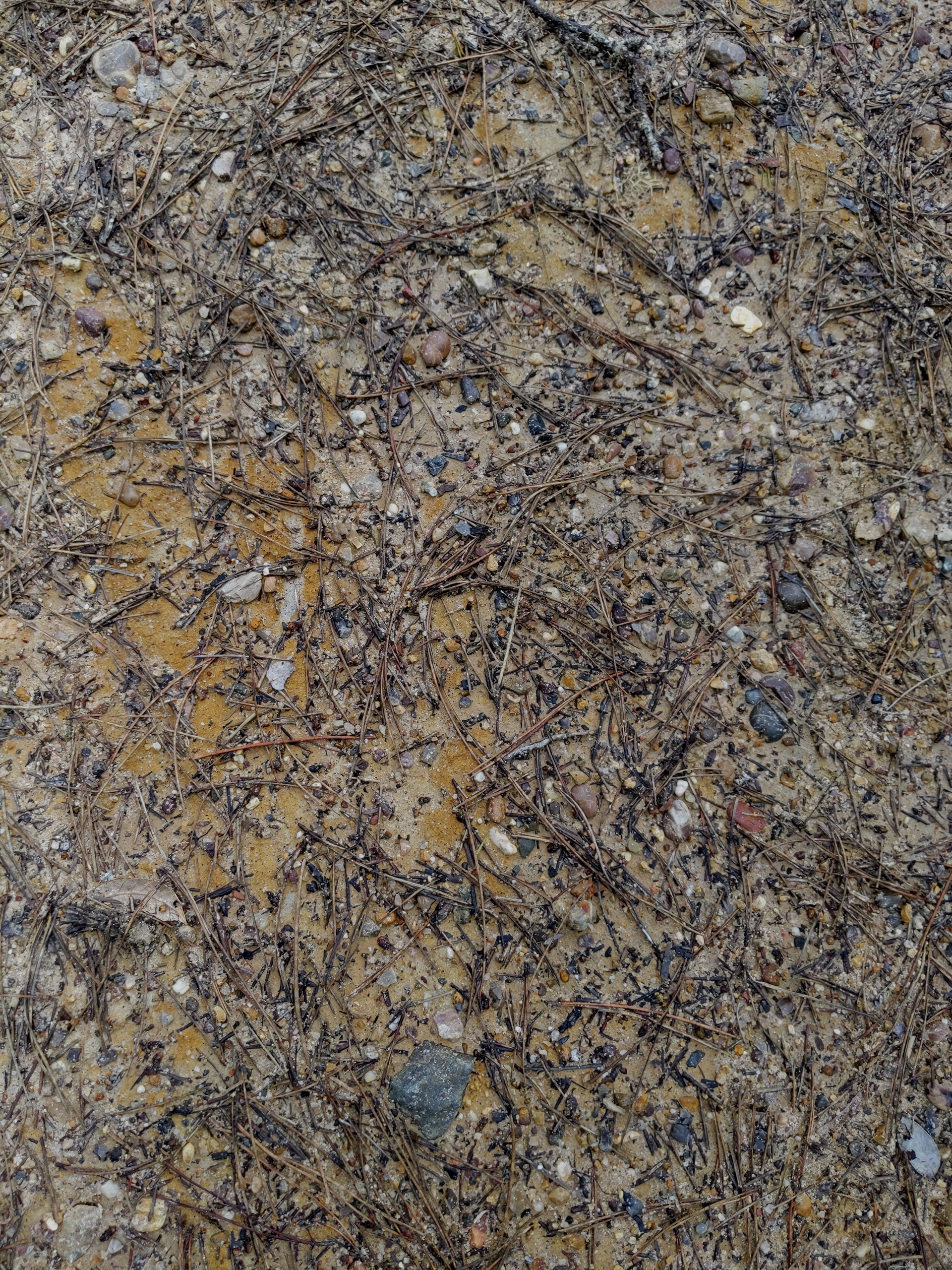 Pollock II