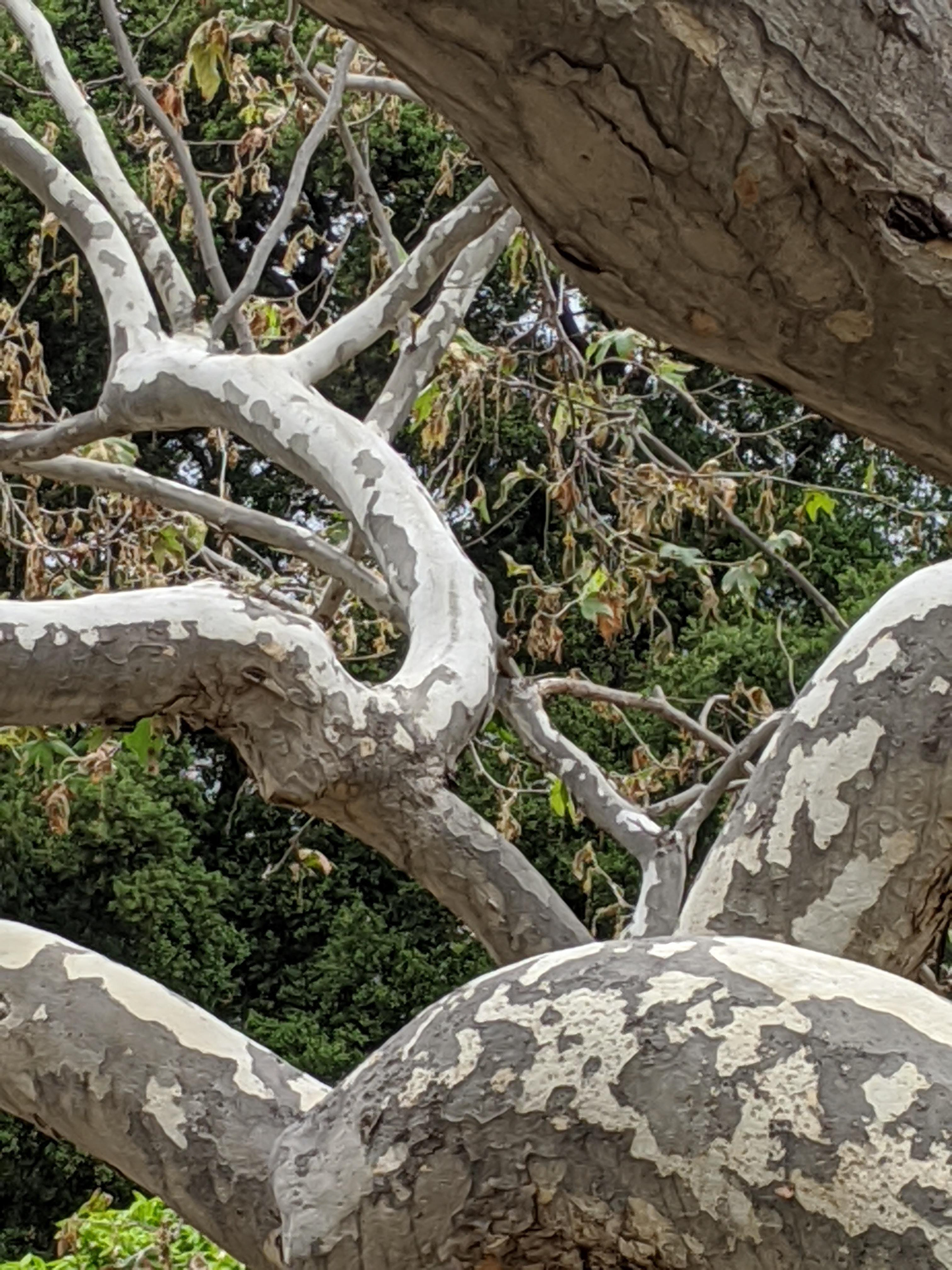 Sycamore