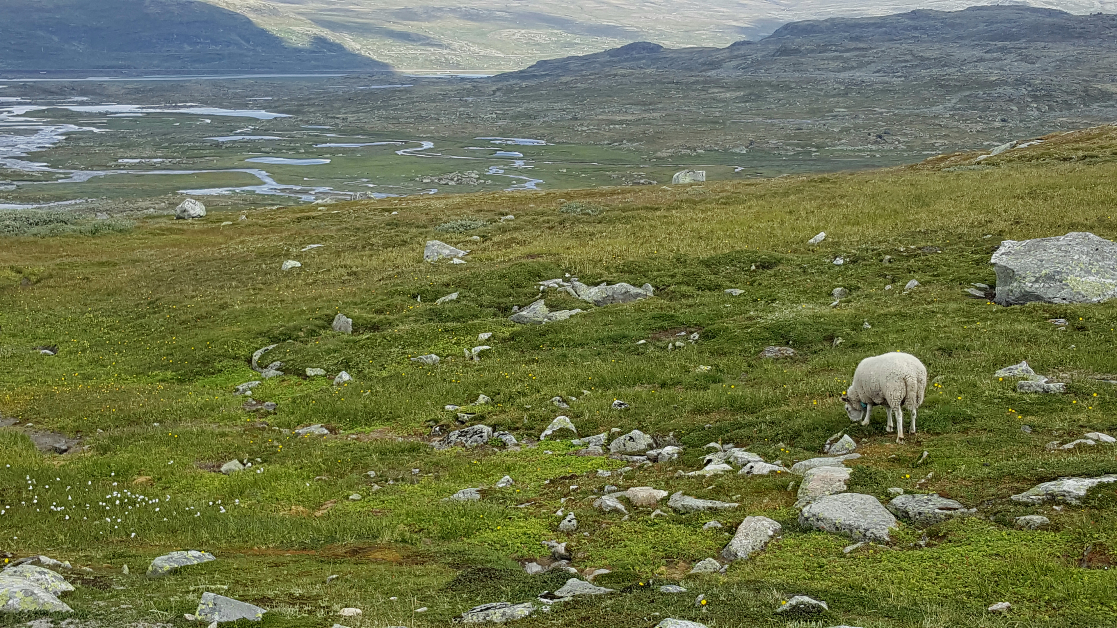 Alpine Grazing