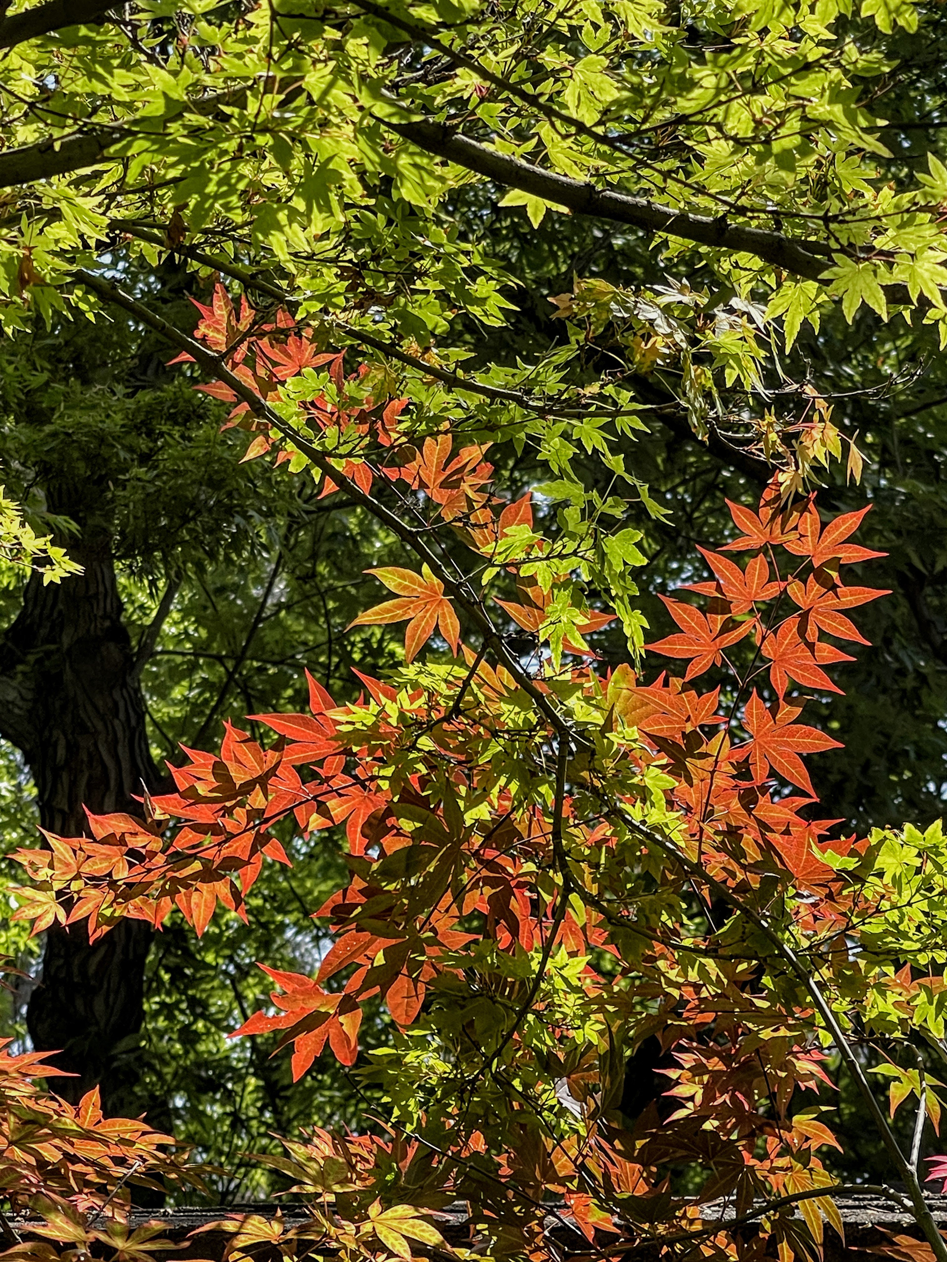 Spring Leaves